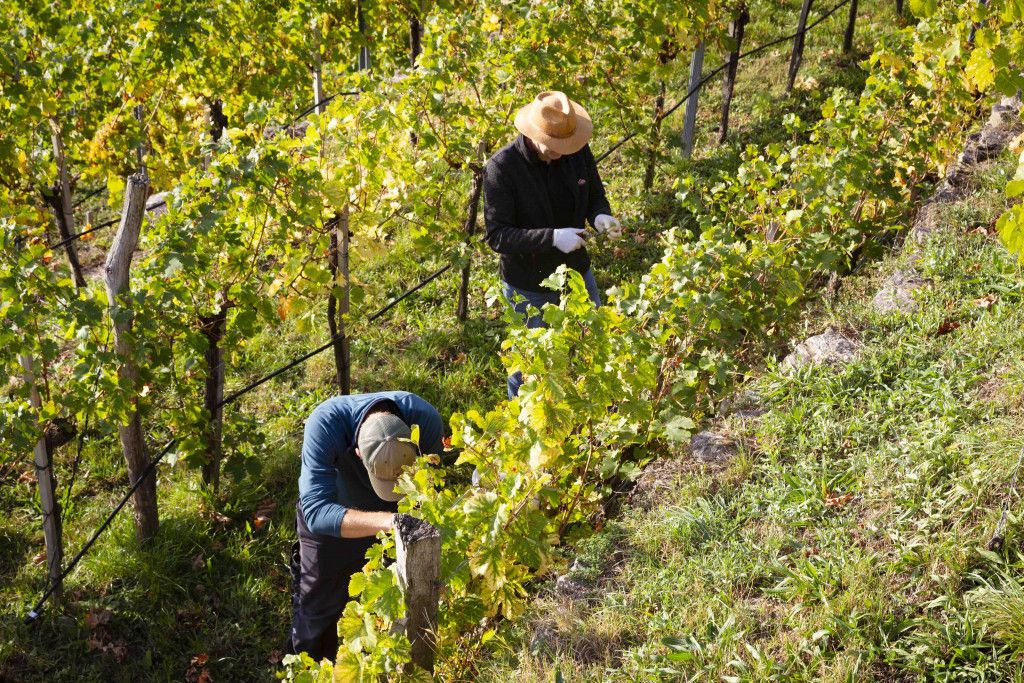 Weinlese in der Wachau