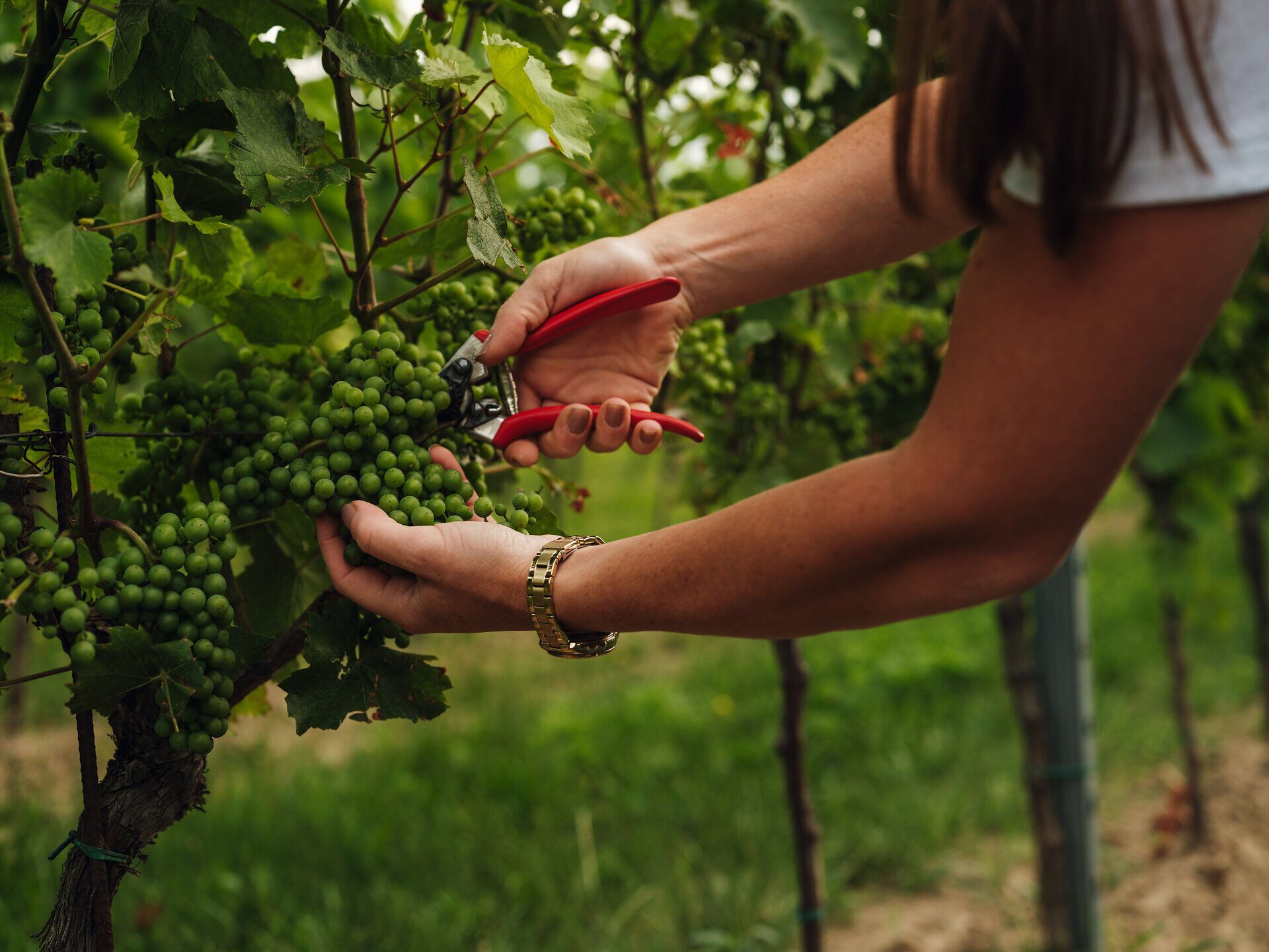 Hände schneiden Weintrauben vom Weinstock. 