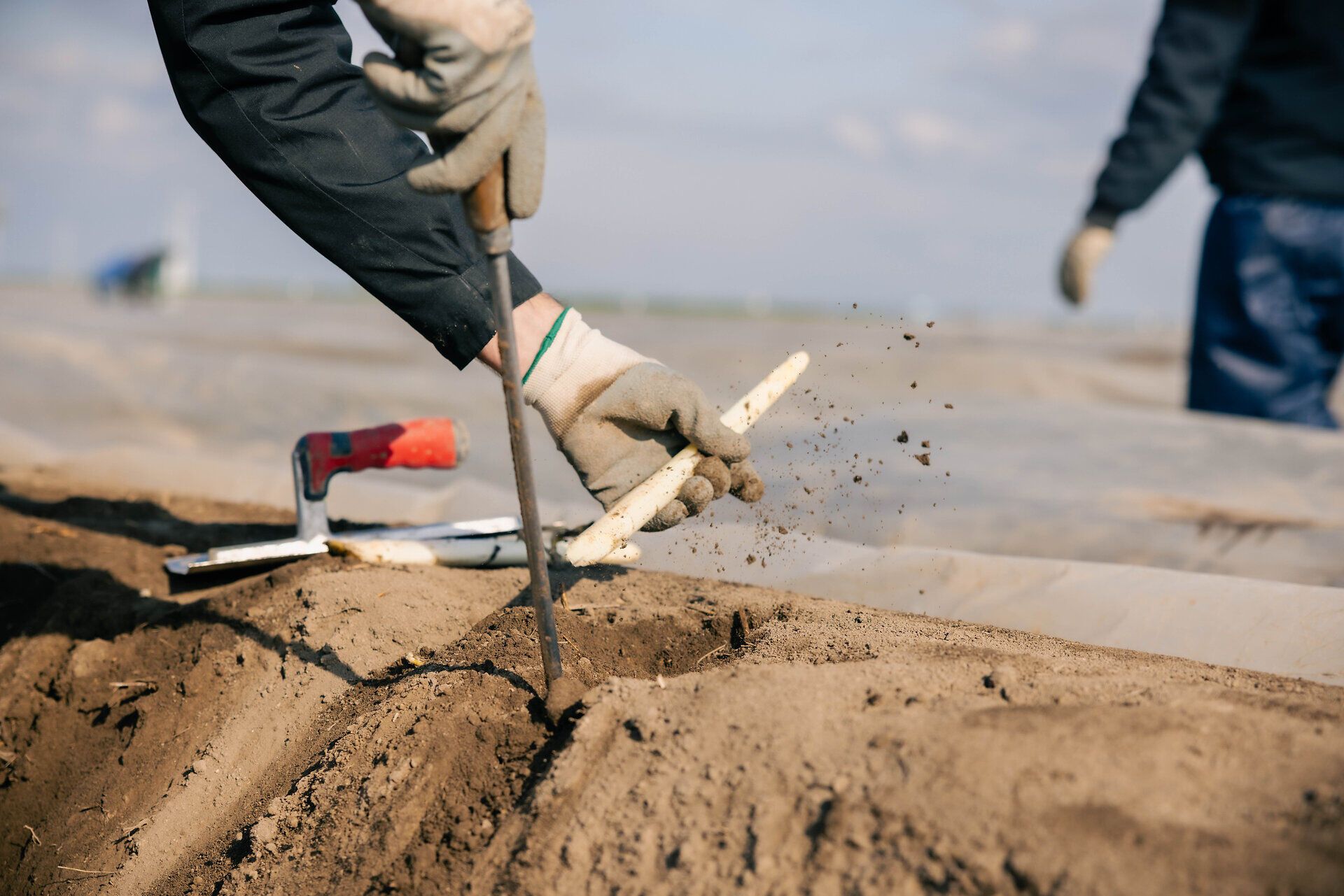 Nahaufnahme vom Spargelstechen auf dem Feld. 