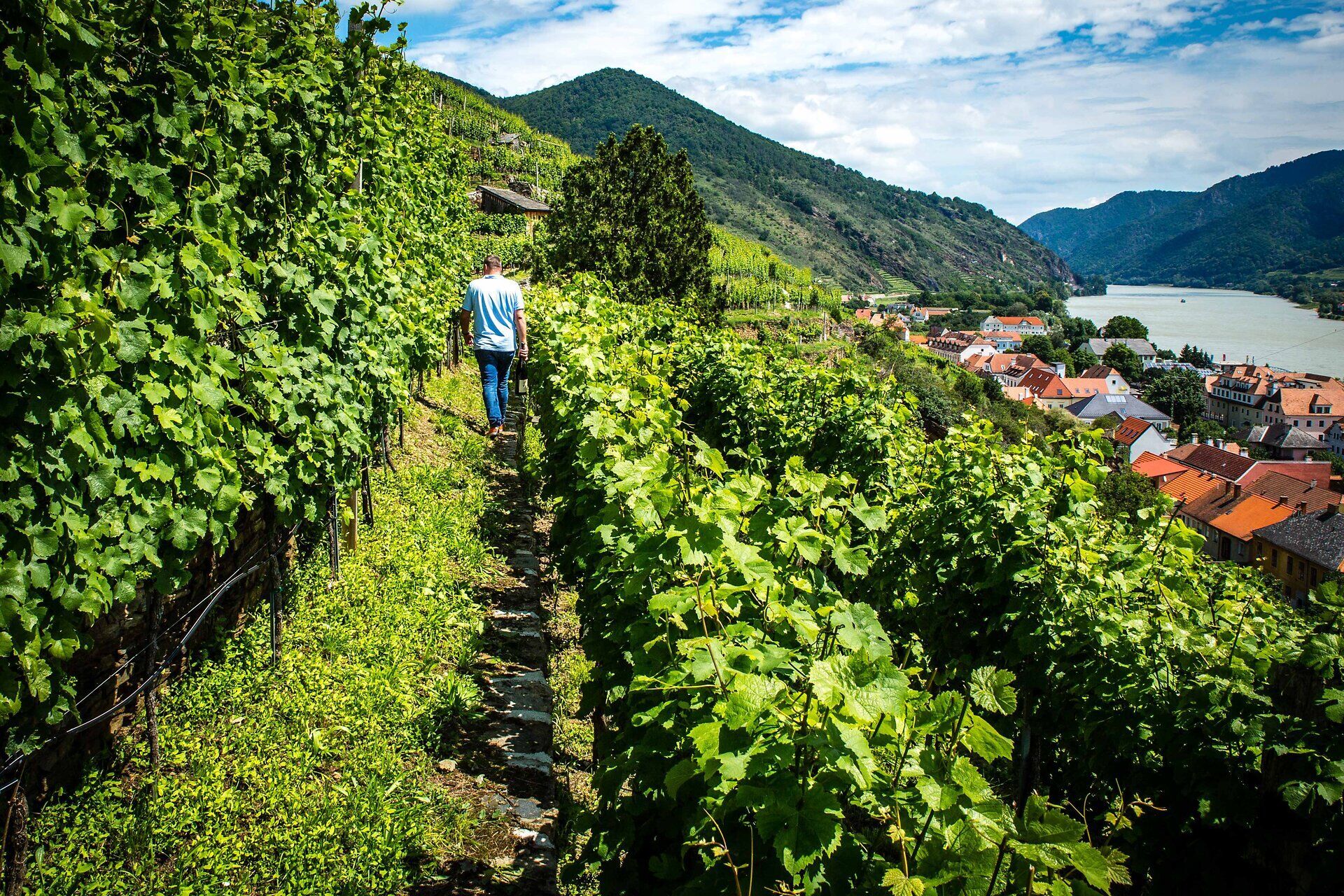 Ein sanfter Sommerwind weht durch die Weinreben, während ein Wanderer die malerischen Pfade entlangschreitet. Die üppigen grünen Blätter und die atemberaubende Aussicht auf die Donau schaffen eine harmonische Verbindung zur Natur. Hier in der Wein Domäne Wachau wird jeder Schritt zu einem Genuss für die Sinne.