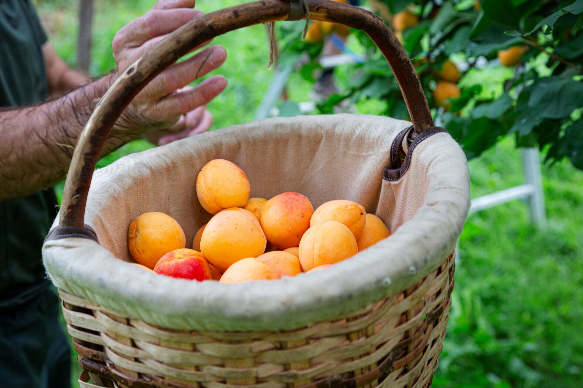 Reife Marillen in einer Zistel