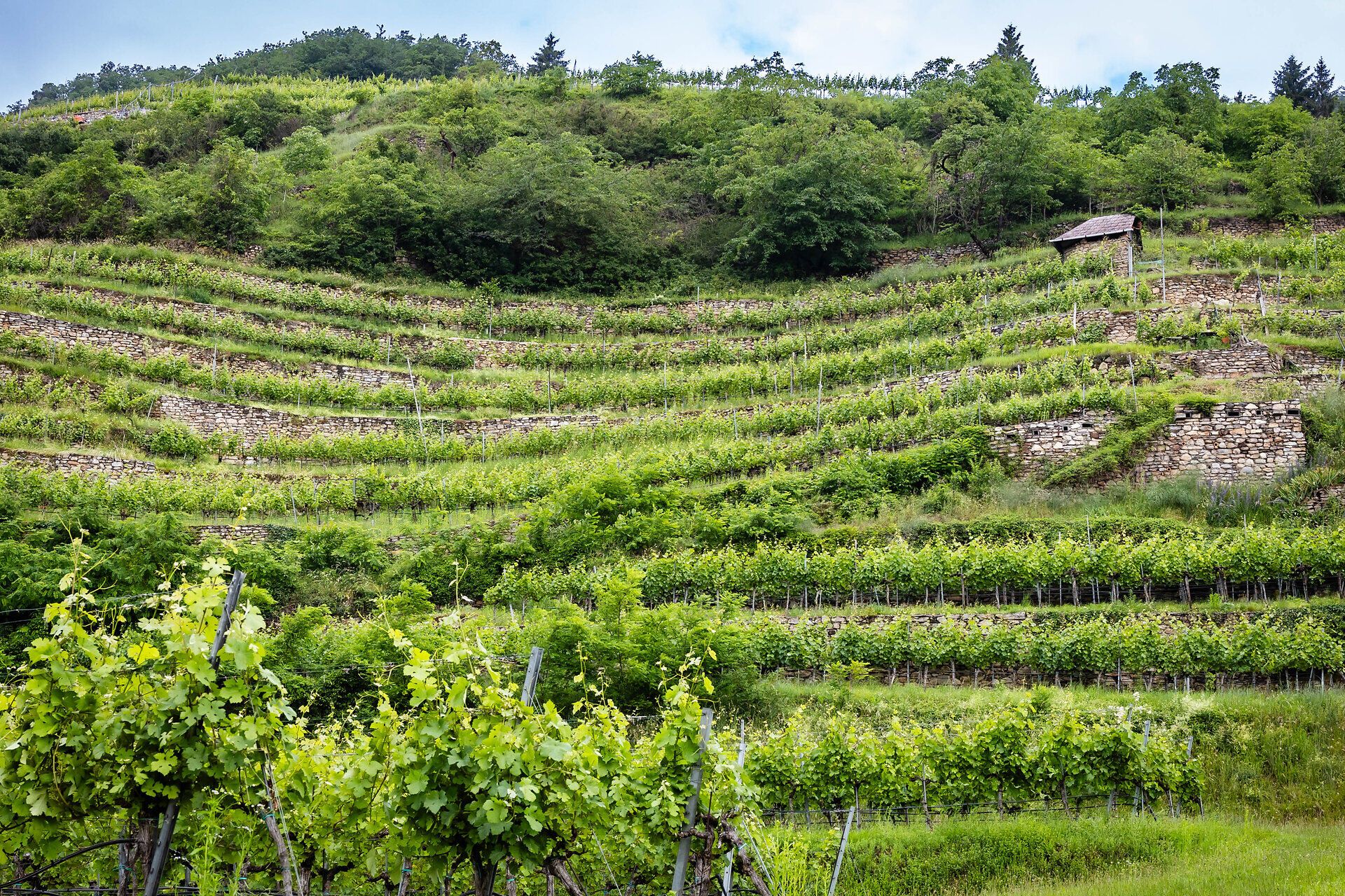 Die sanften Hügel der Trockensteinmauern erstrecken sich majestätisch in die Höhe und bieten einen atemberaubenden Blick auf die umliegenden Weinberge. Hier, wo die Natur und die Tradition des Weinbaus harmonisch verschmelzen, spürt man die Ruhe und den Zauber der Wachau.