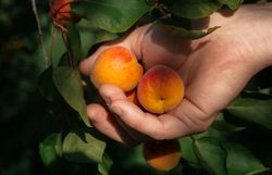 Eine Hand hält sanft drei reife, orangefarbene Marillen, die von einem Baum mit dunkelgrünen Blättern gepflückt wurden. Das Bild betont die Frische und Natürlichkeit der Früchte, eingebettet in ein weiches, warmes Licht, das die lebendigen Farben und die Textur der Marillen hervorhebt.