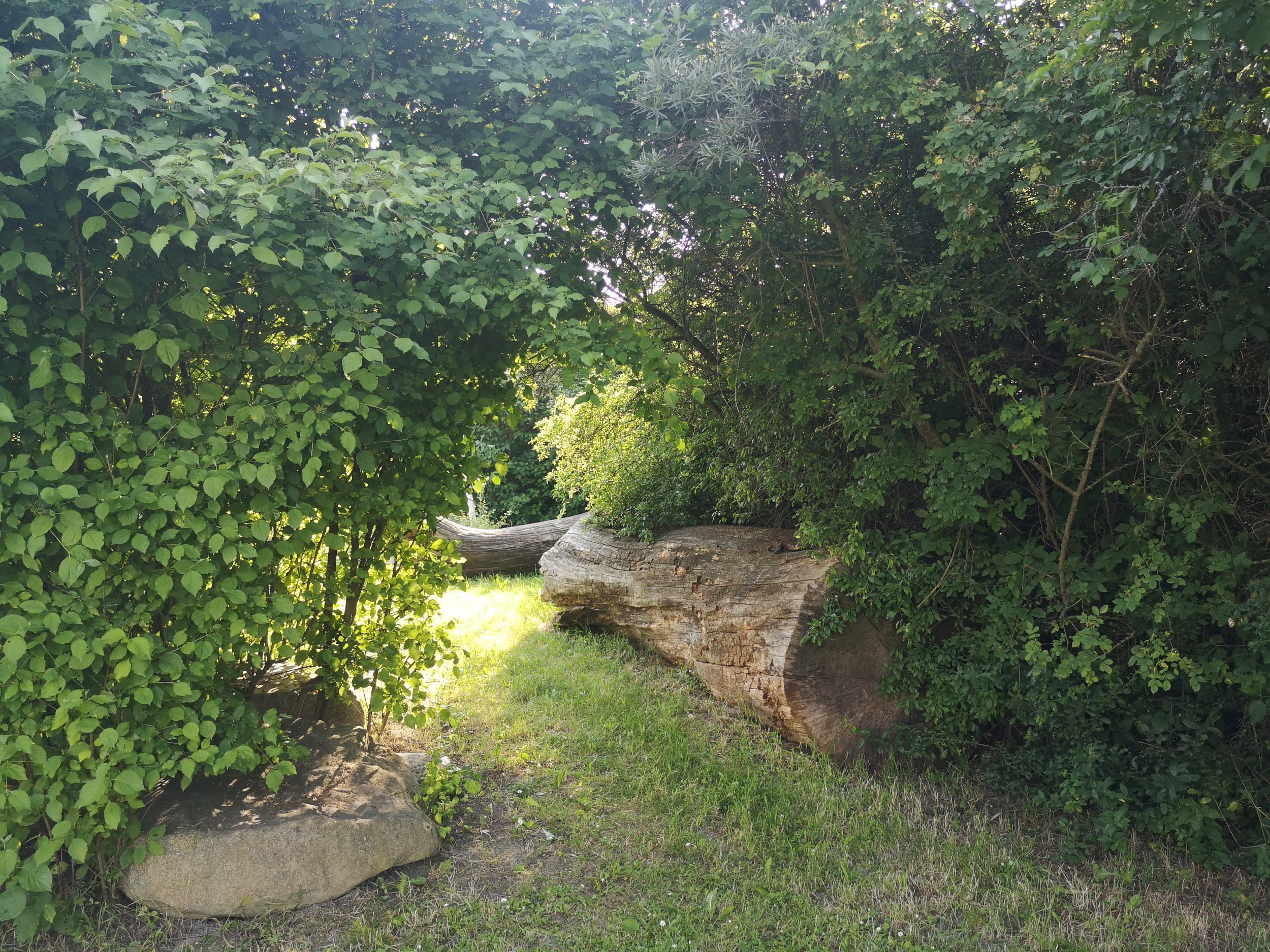 Ein sonniger Park mit dichtem Grün und einem großen Baumstamm auf dem Boden.