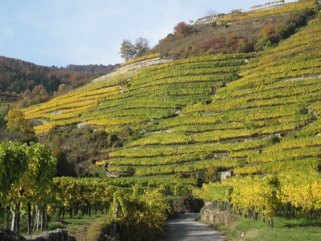 Terrassierte Weinberge im Herbst mit gelb-grünen Reben und einem Weg im Vordergrund.