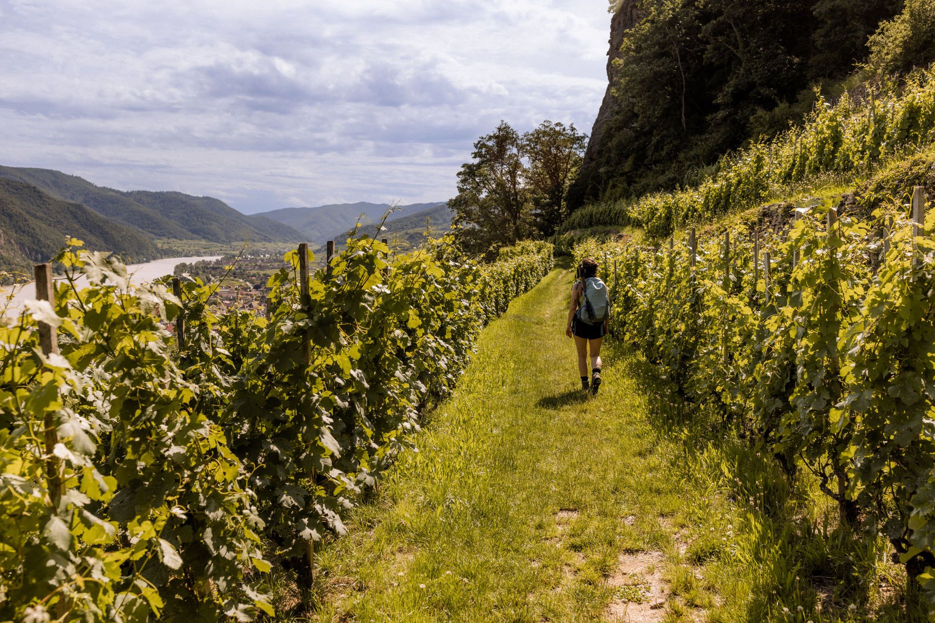 Weinrieden in Weißenkirchen