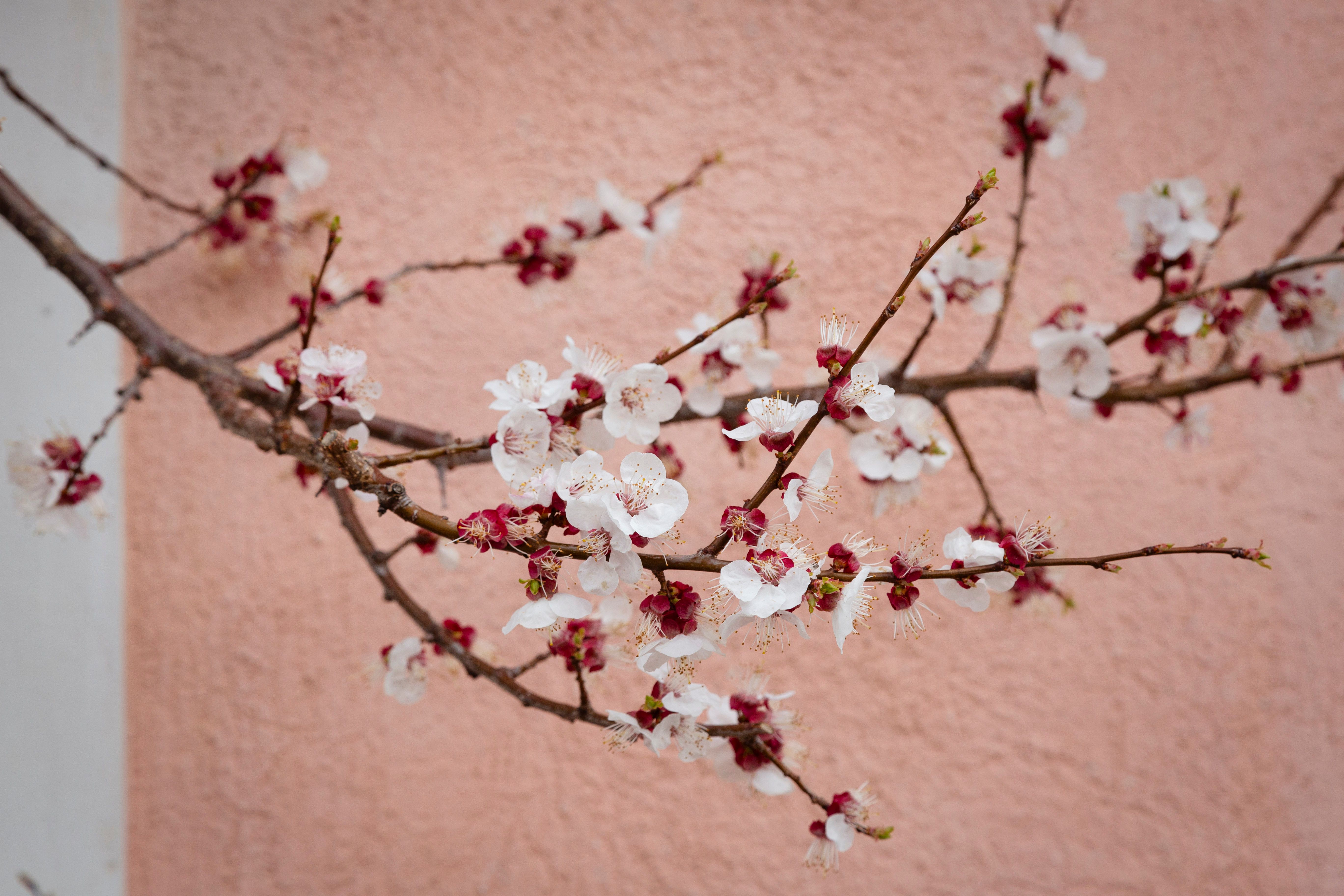 Marillenblüte