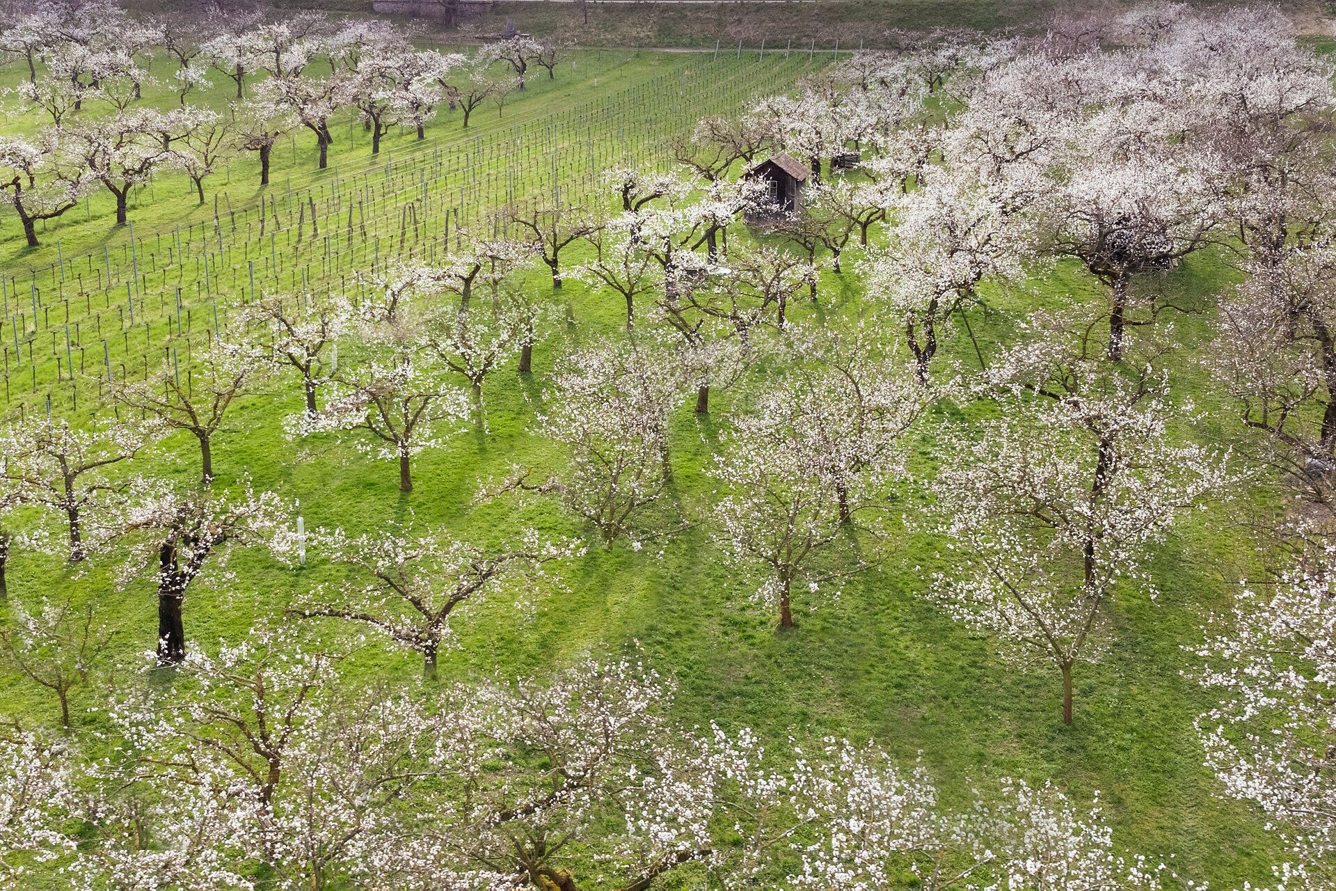 In der blühenden Landschaft der Wachau entfaltet sich ein zauberhaftes Schauspiel, wenn die Marillenbäume in voller Blüte stehen. Die zarten, weißen Blüten verleihen der Umgebung eine romantische Atmosphäre und laden zu einem Spaziergang durch die blühenden Obstgärten ein.
