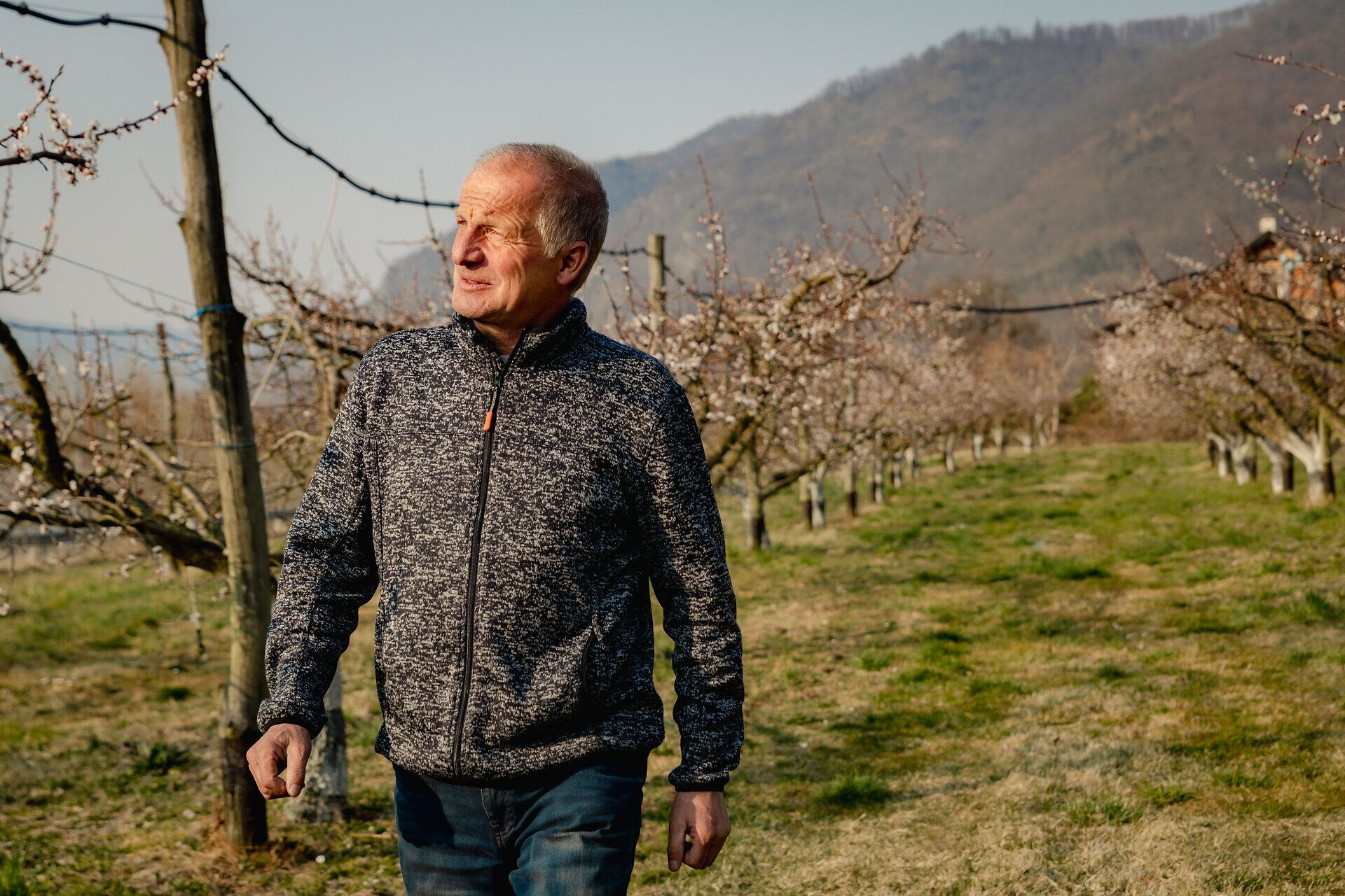 Obmann Franz Reisinger im Marillengarten unterwegs