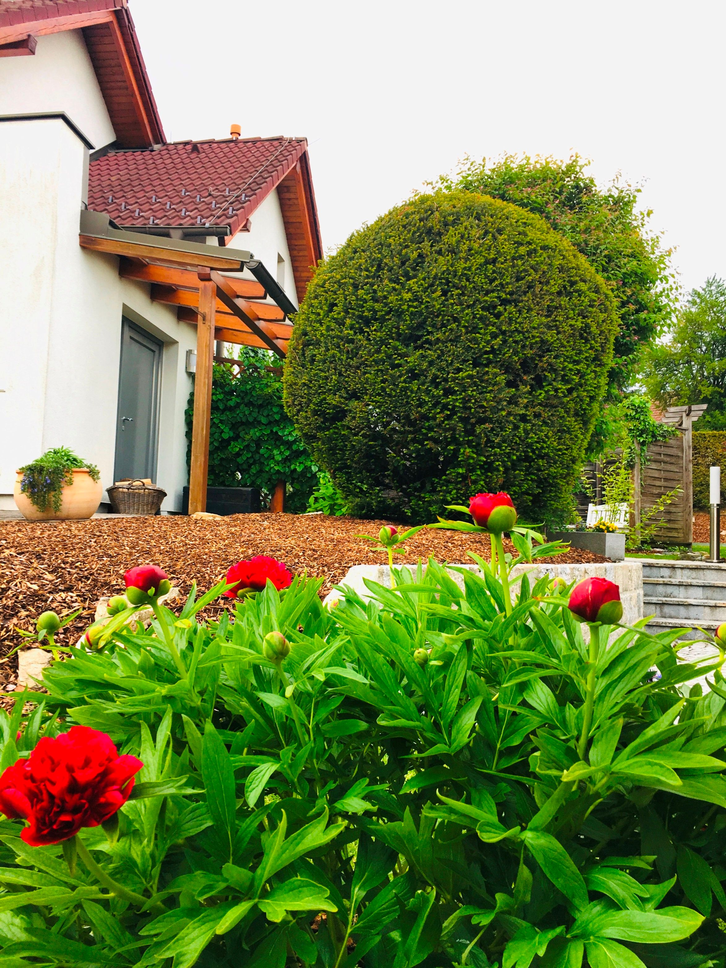 Ein gepflegter Garten mit roten Blumen, einem großen Busch und einem Haus mit rotem Dach.