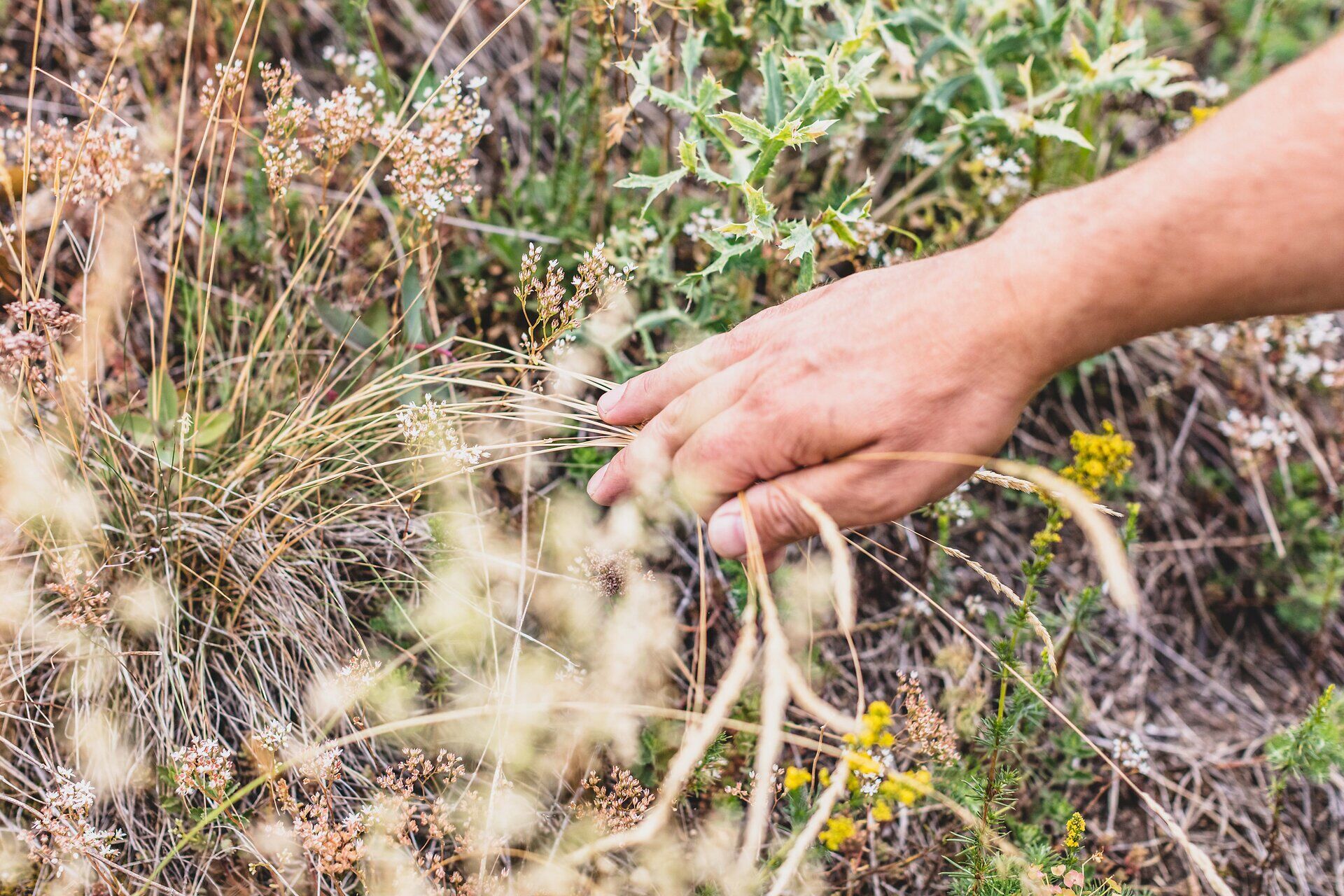 Sanfte Hügel und eine vielfältige Flora laden zu einem unvergesslichen Naturerlebnis ein. Die warmen Sonnenstrahlen kitzeln die Haut, während die sanfte Brise durch das hohe Gras weht. Hier in der Trockenrasenlandschaft entfaltet sich die Schönheit der Natur in voller Pracht.
