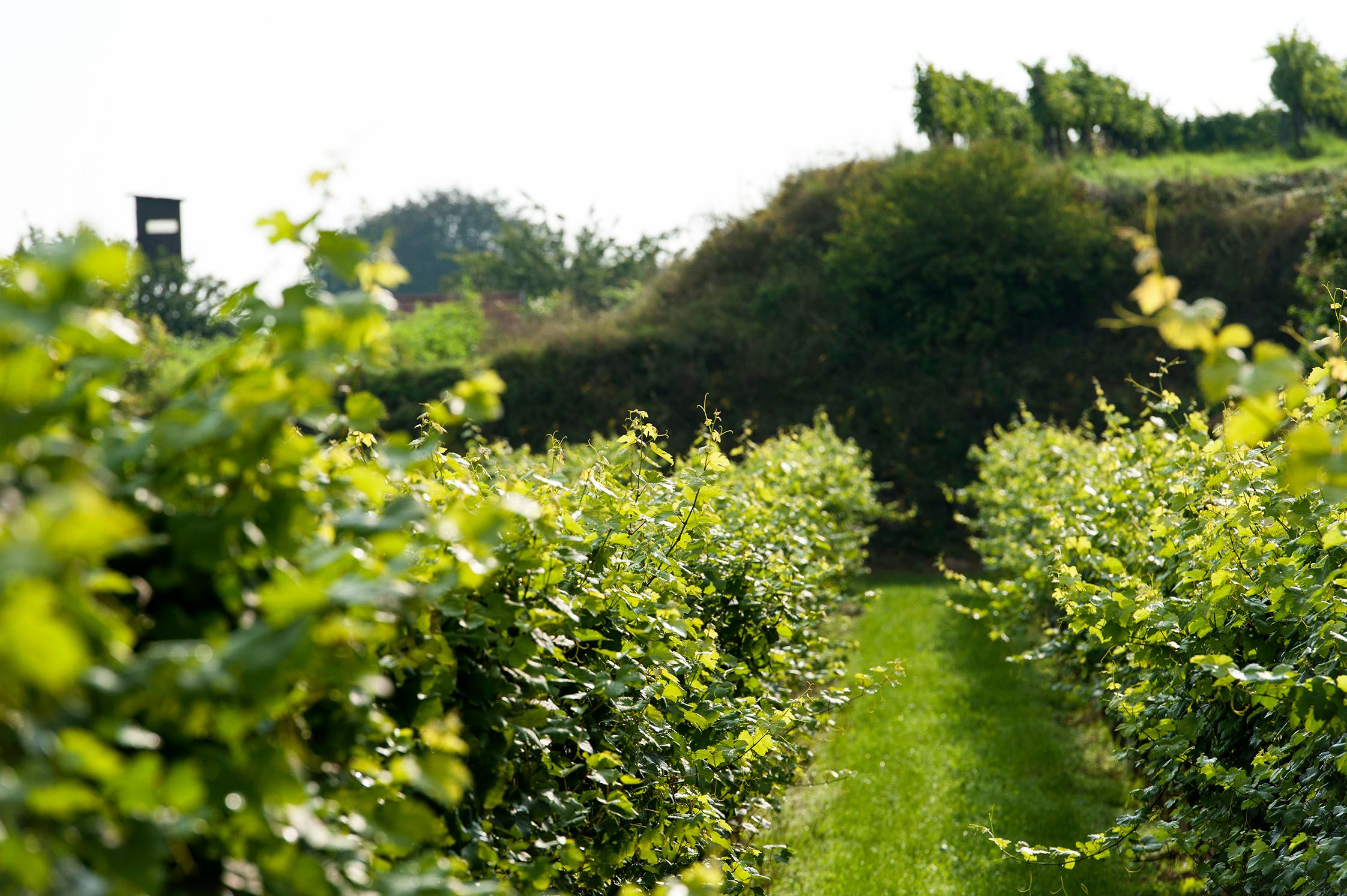 A green vineyard with rows of vines and a hill in the background.