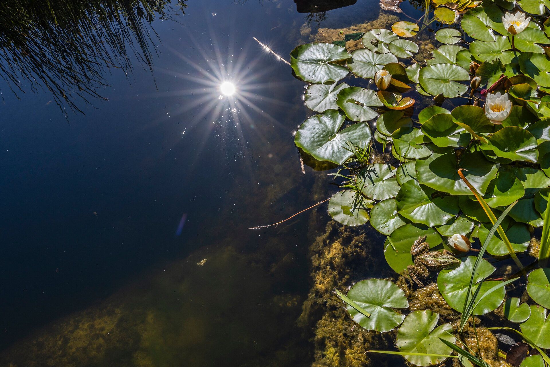 Top Ausflugsziel GARTEN TULLN. Frosch sitzt auf einem Seerosenblatt, im Wasser strahlt das Spiegelbild der Sonne.