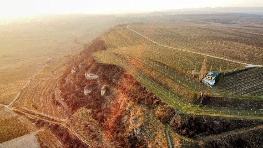 Das Wein-Hütterl am Rohrendorfer Weinberg.