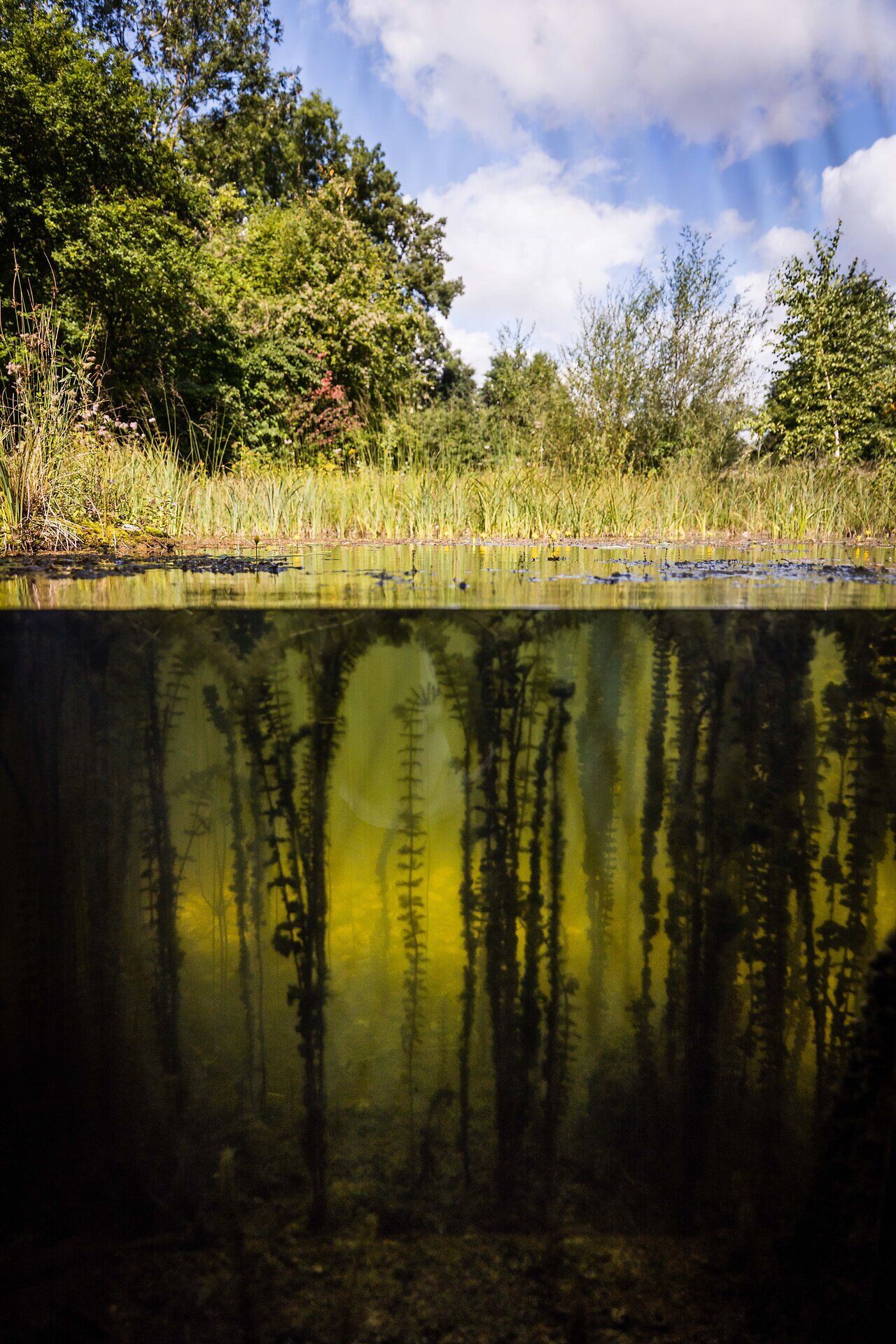Unterwasserbeobachtungsstation mit Wasserpflanzen in grünem Gewässer.