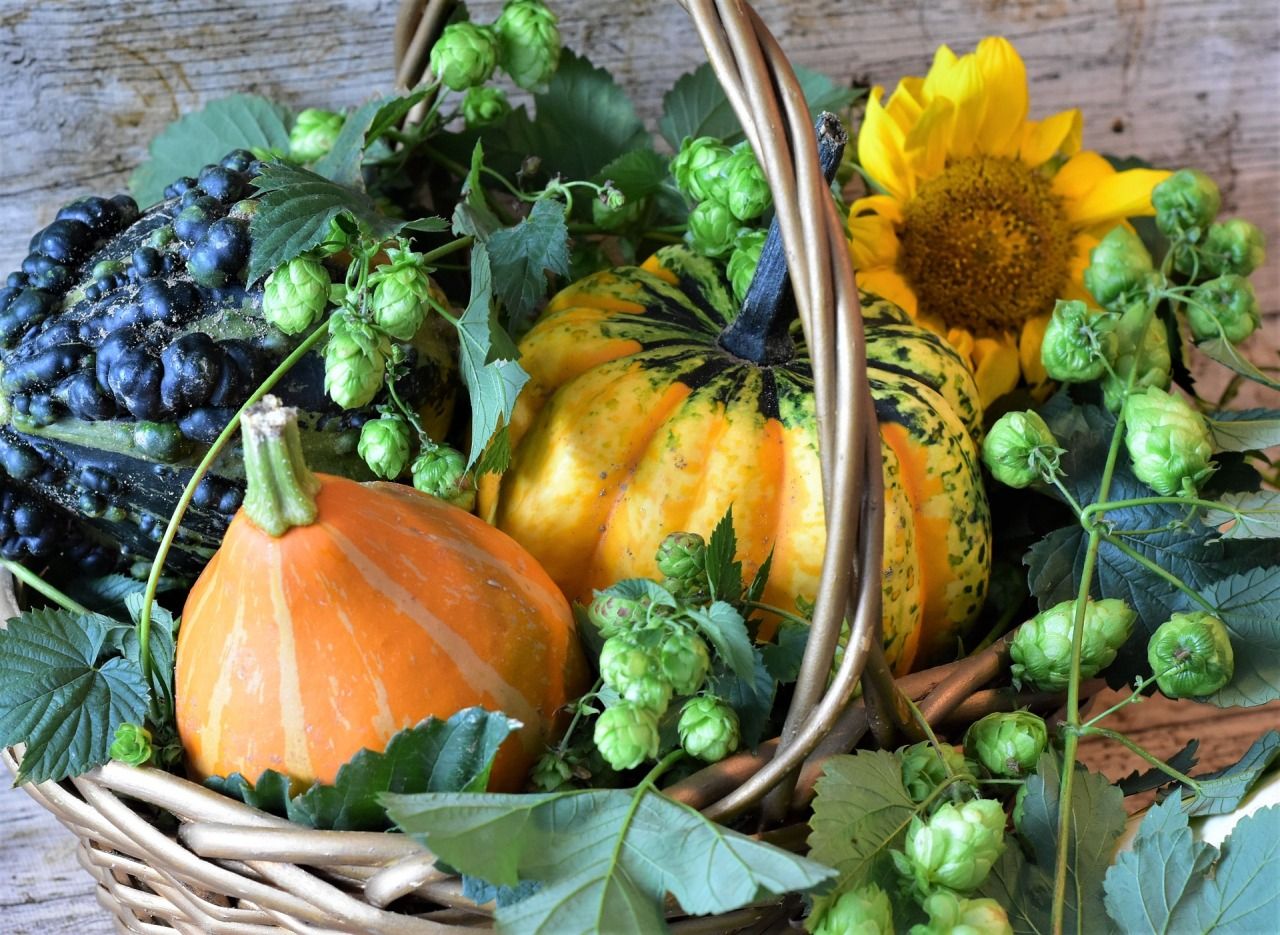 Korb mit Kürbissen, Sonnenblumen, Hopfenblüten und Trauben