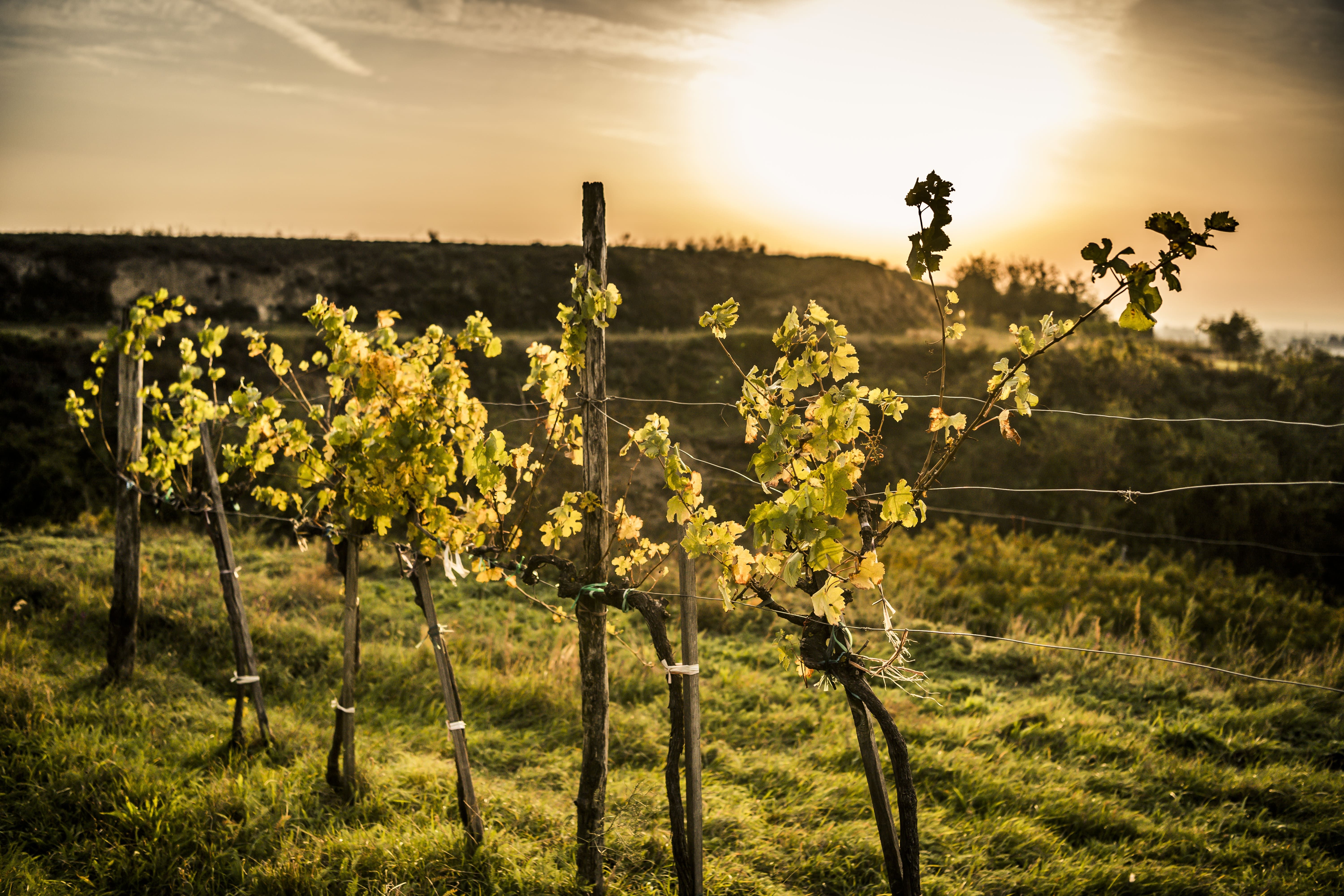 Weinreben im Sonnenuntergang auf einem Hügel im Herbst.