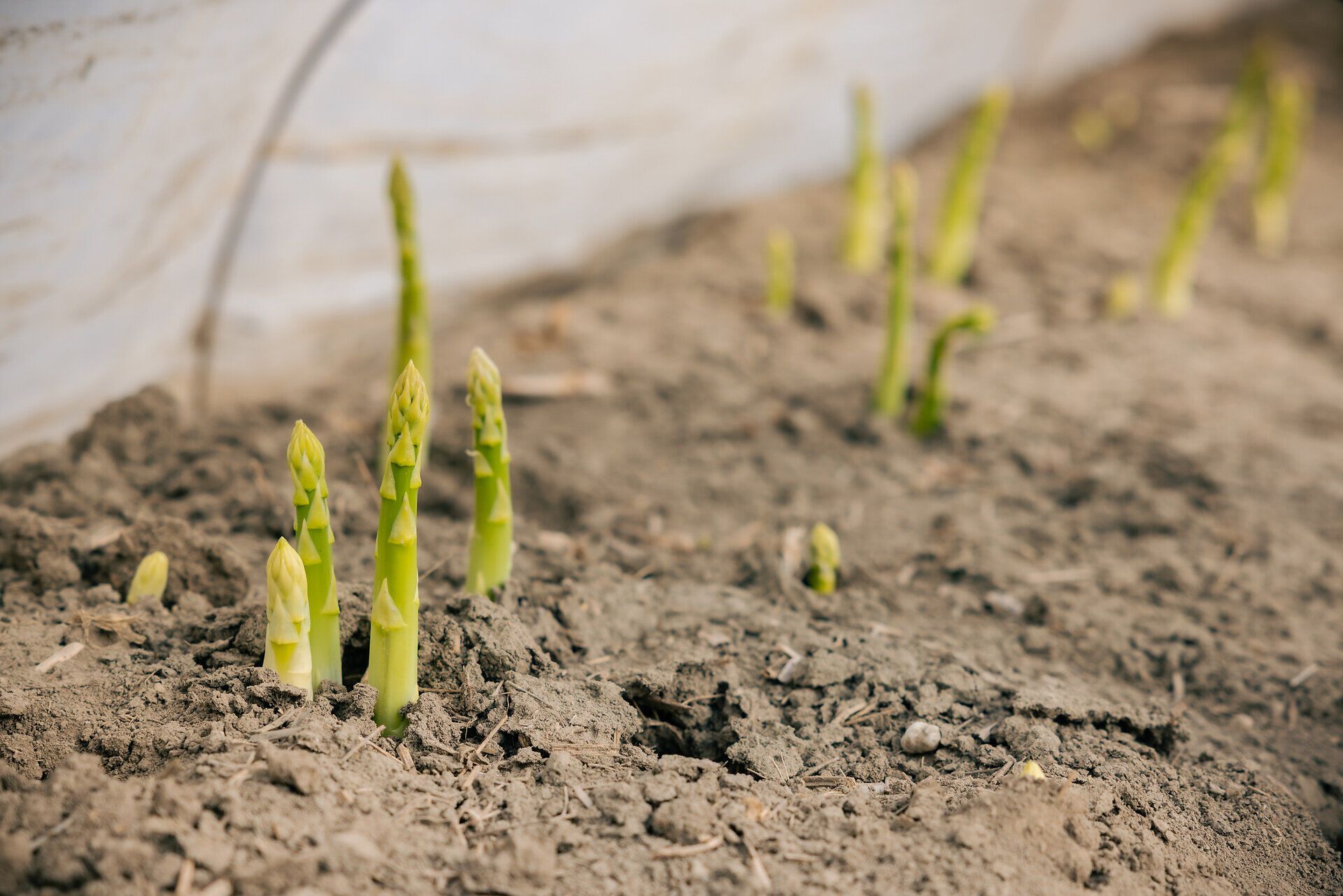 Grüner Spargel wächst aus der Erde. 