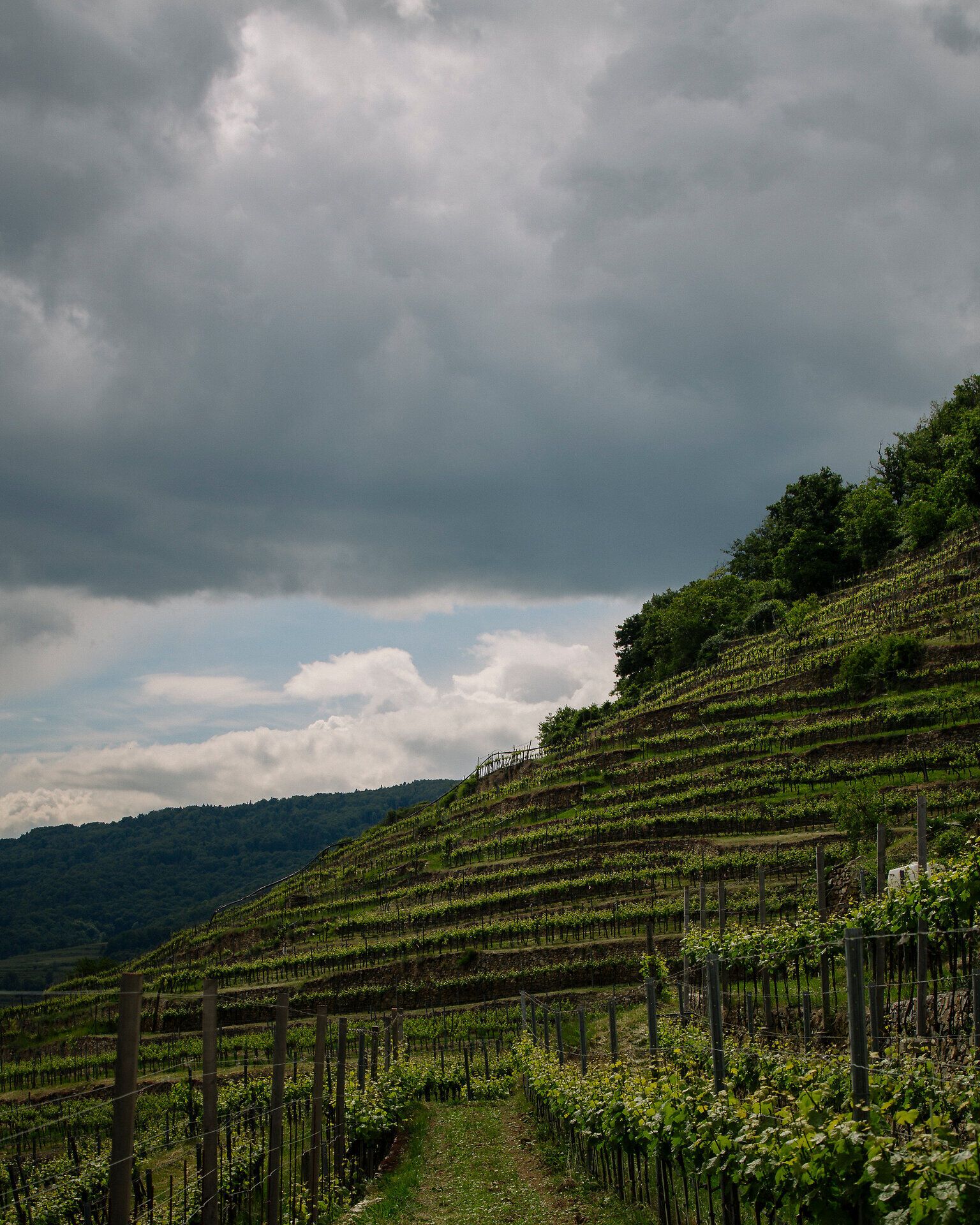 Blick auf terrassierte Weingärten an einem Hang; ein schmaler Weg führt zwischen Reben, darüber ziehen dunkle Wolken über den Himmel.