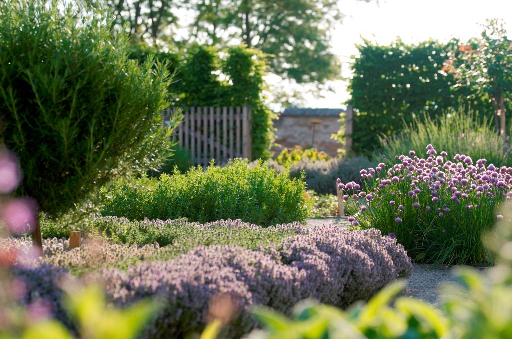 Ein gepflegter Kräutergarten mit blühendem Lavendel und Schnittlauch im Vordergrund, umgeben von grünen Hecken und Bäumen.