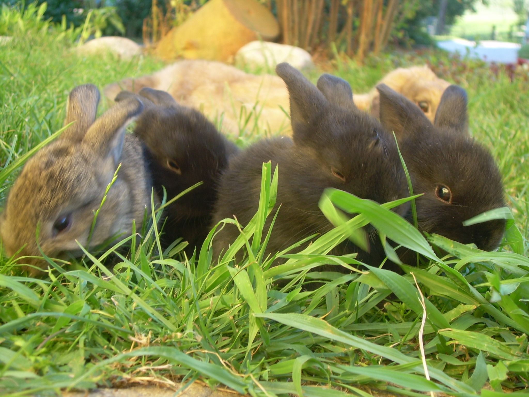 Mehrere Zwergkaninchen im Gras liegend.