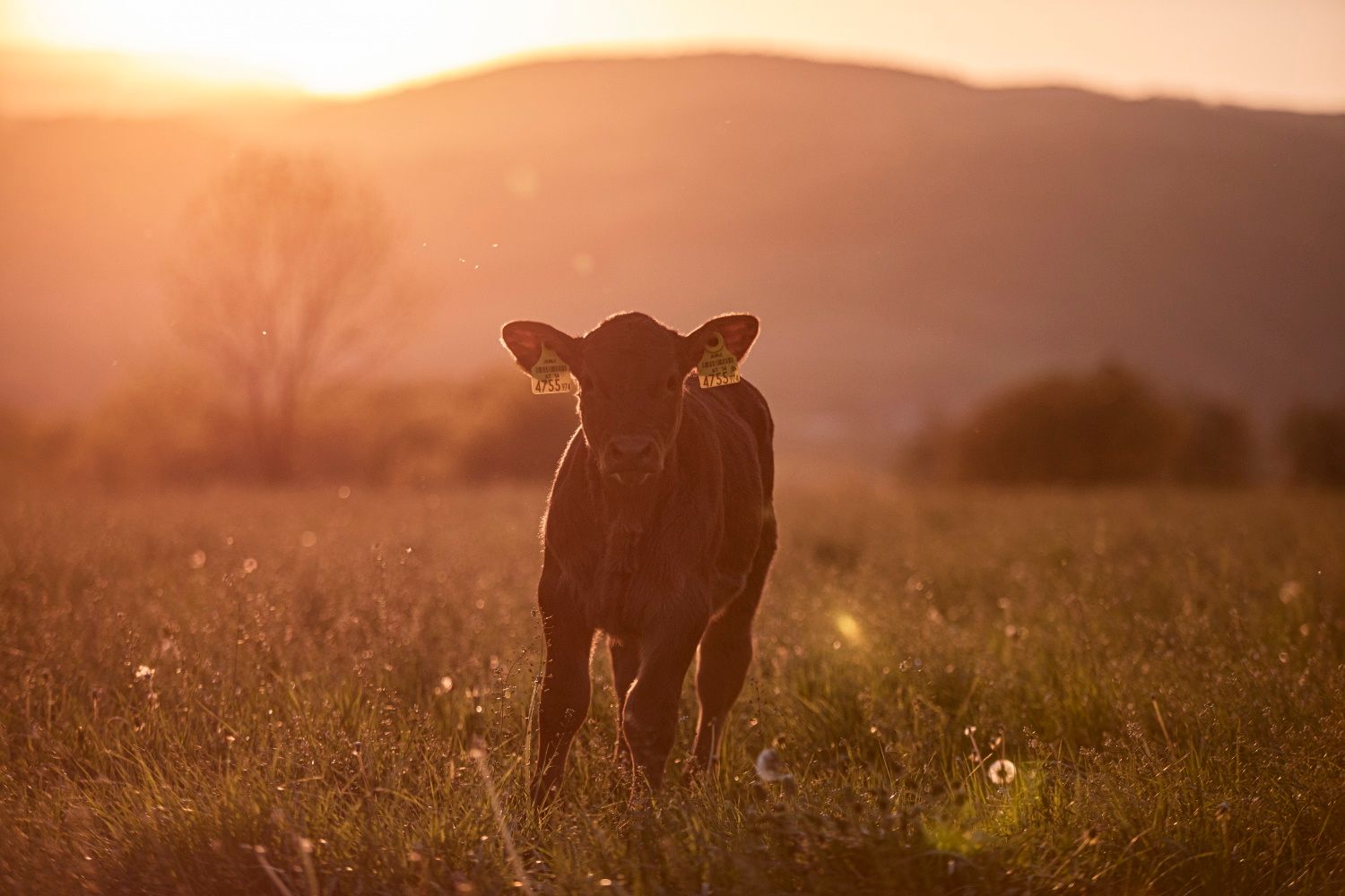 Ein Kalb steht auf einer Wiese im Sonnenuntergang.