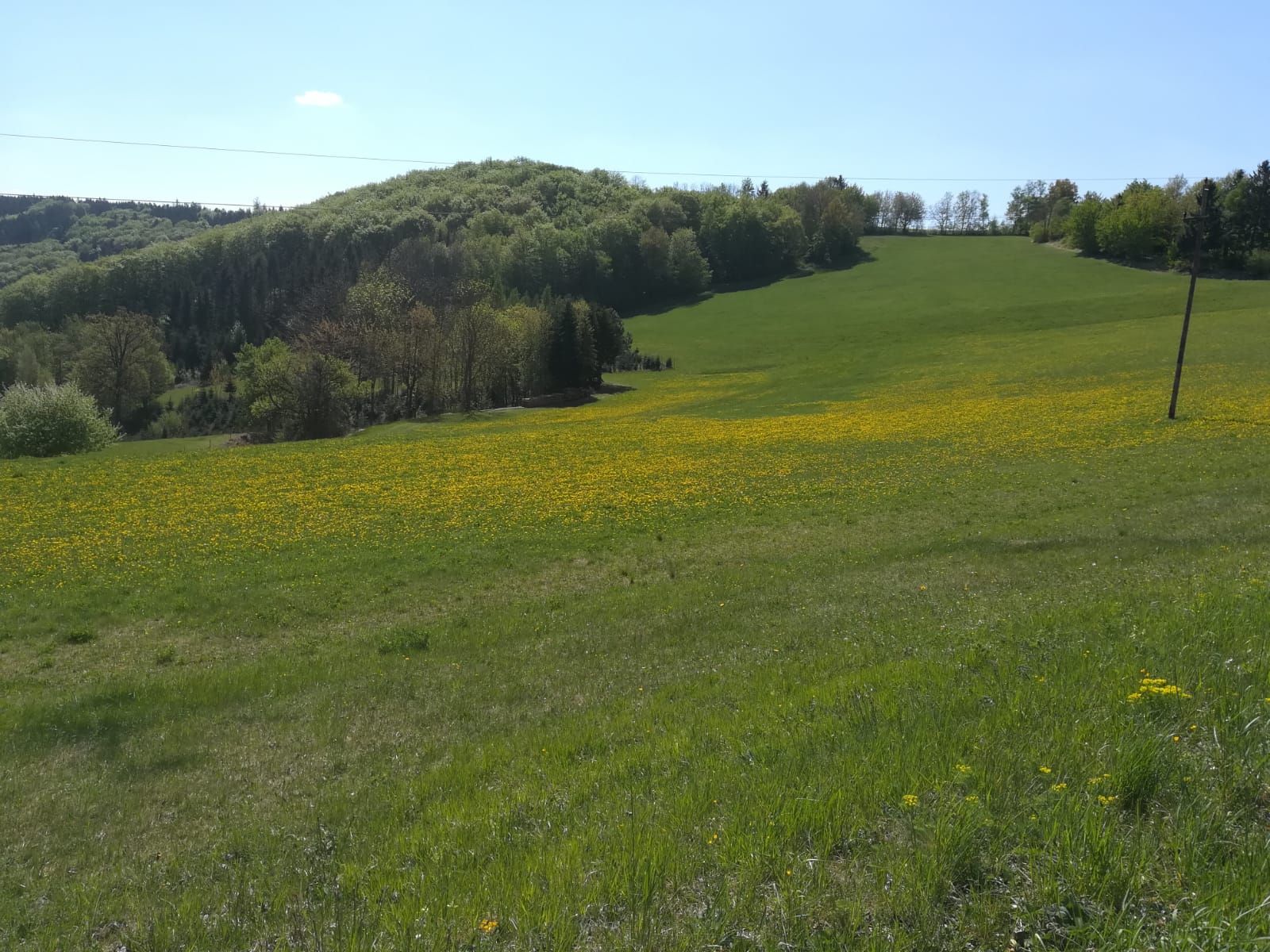 Grüne Wiese mit gelben Blumen vor bewaldetem Hügel unter blauem Himmel.