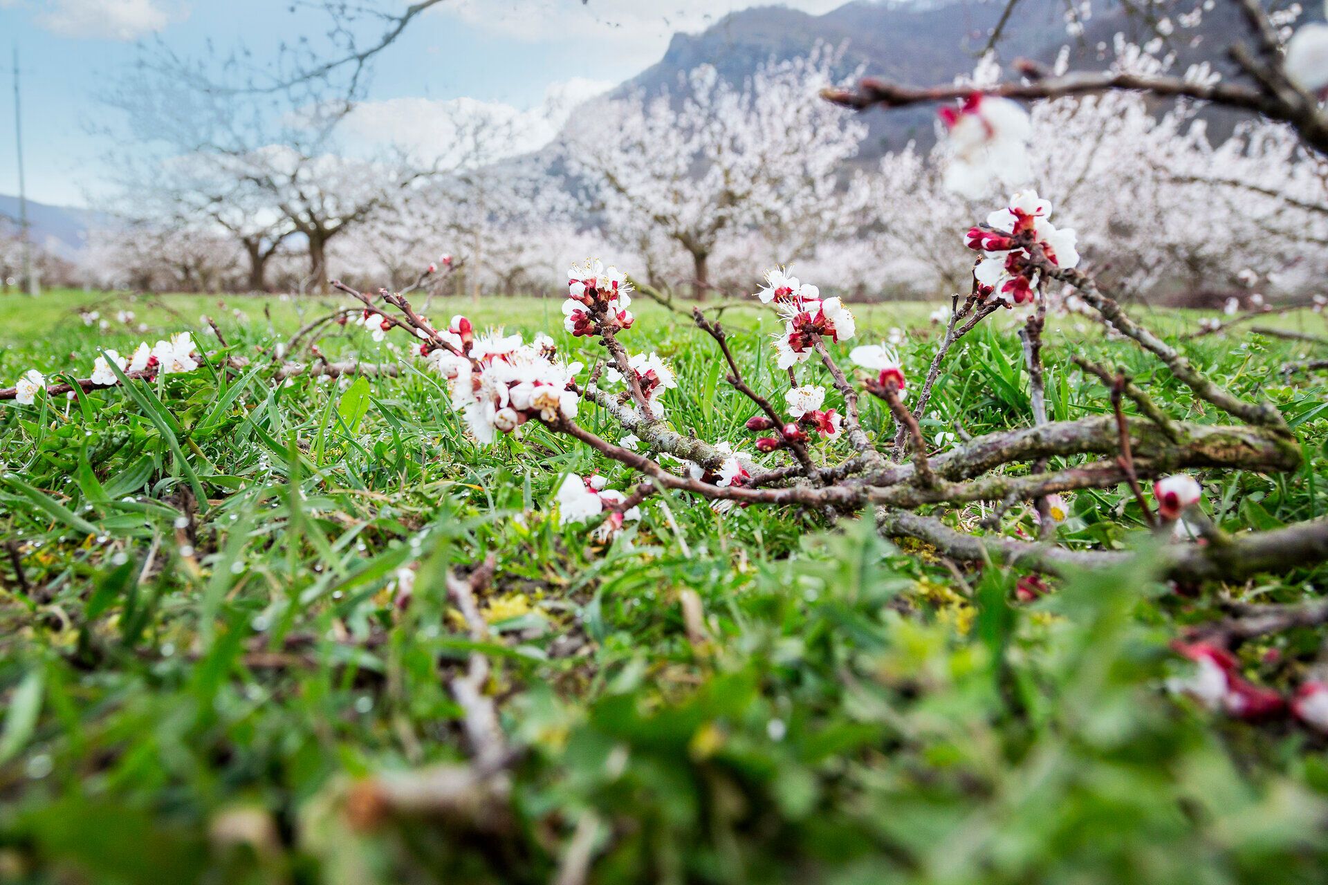 Blühende Marillenzweige im Detail