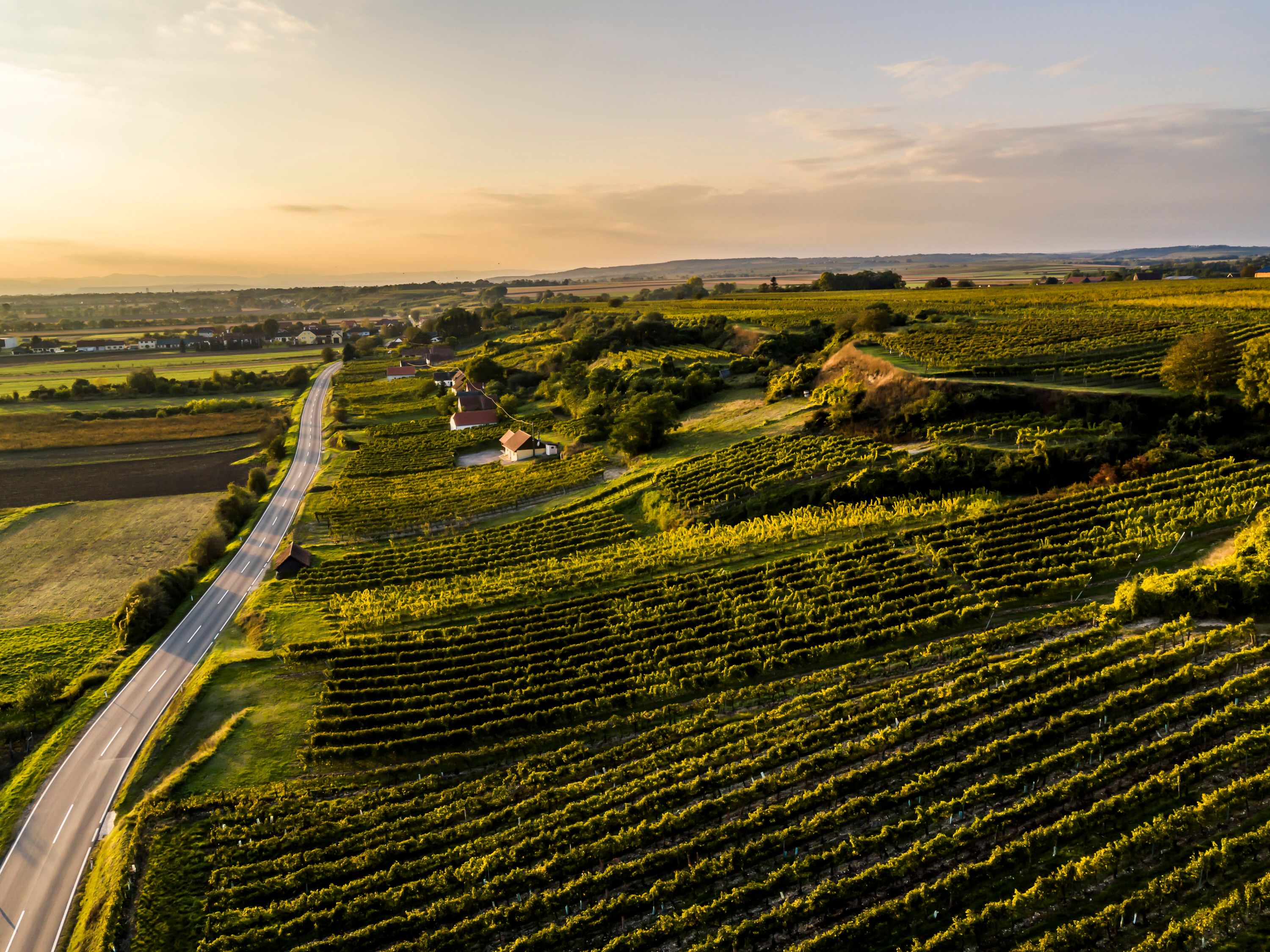 Luftaufnahme von Weingärten mit Straße und kleinen Gebäuden in hügeliger Landschaft.