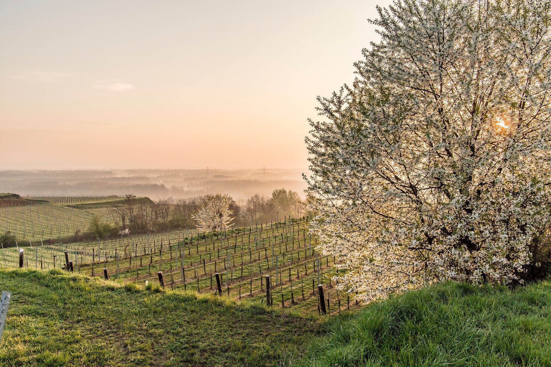In der sanften Morgenröte erstrahlen die Weinberge in voller Pracht, während die blühenden Bäume eine zauberhafte Kulisse bieten. Die frische Luft und der sanfte Nebel verleihen der Landschaft eine mystische Atmosphäre, die zum Verweilen einlädt.