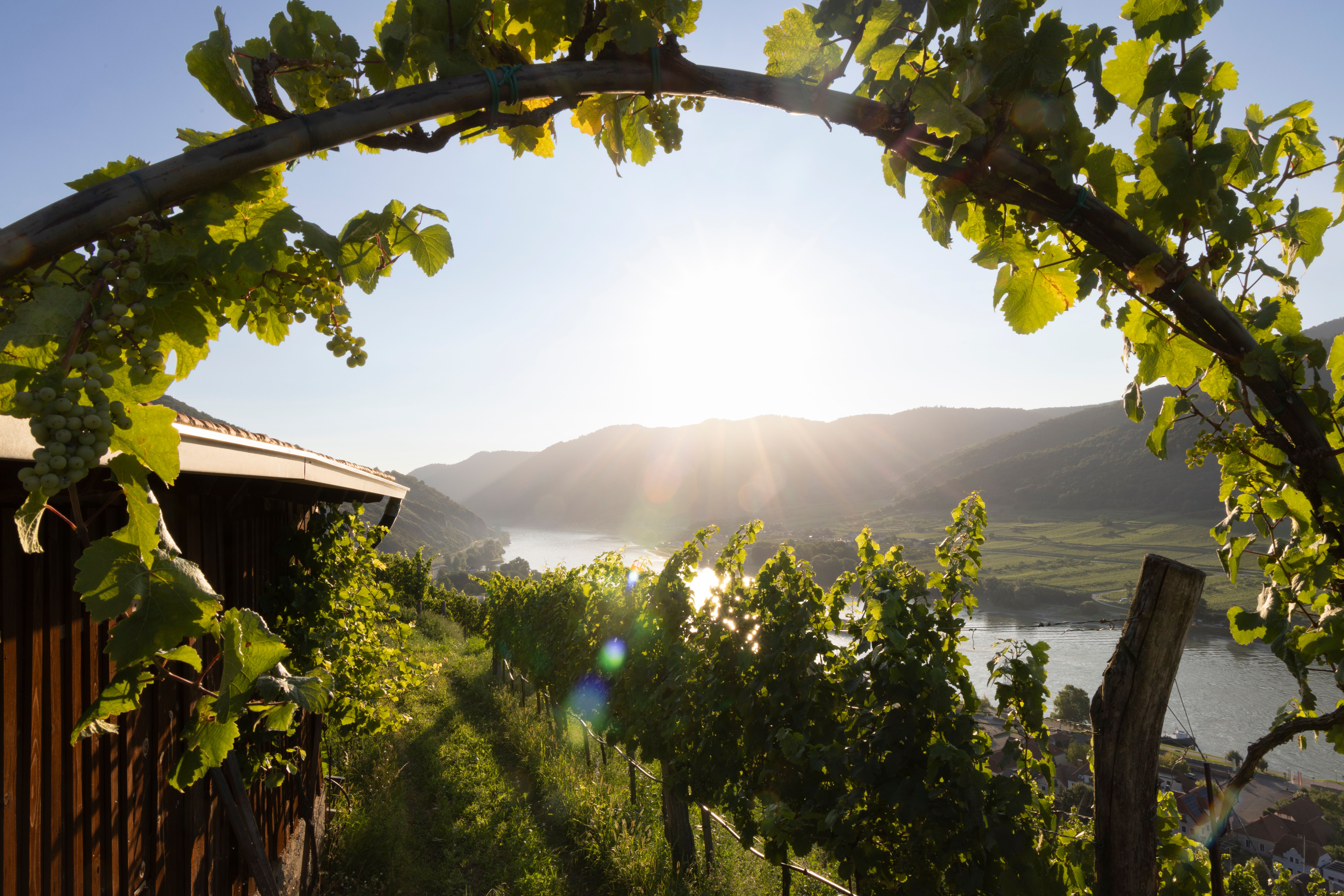 Blick auf die Donau mit grünen Weinreben