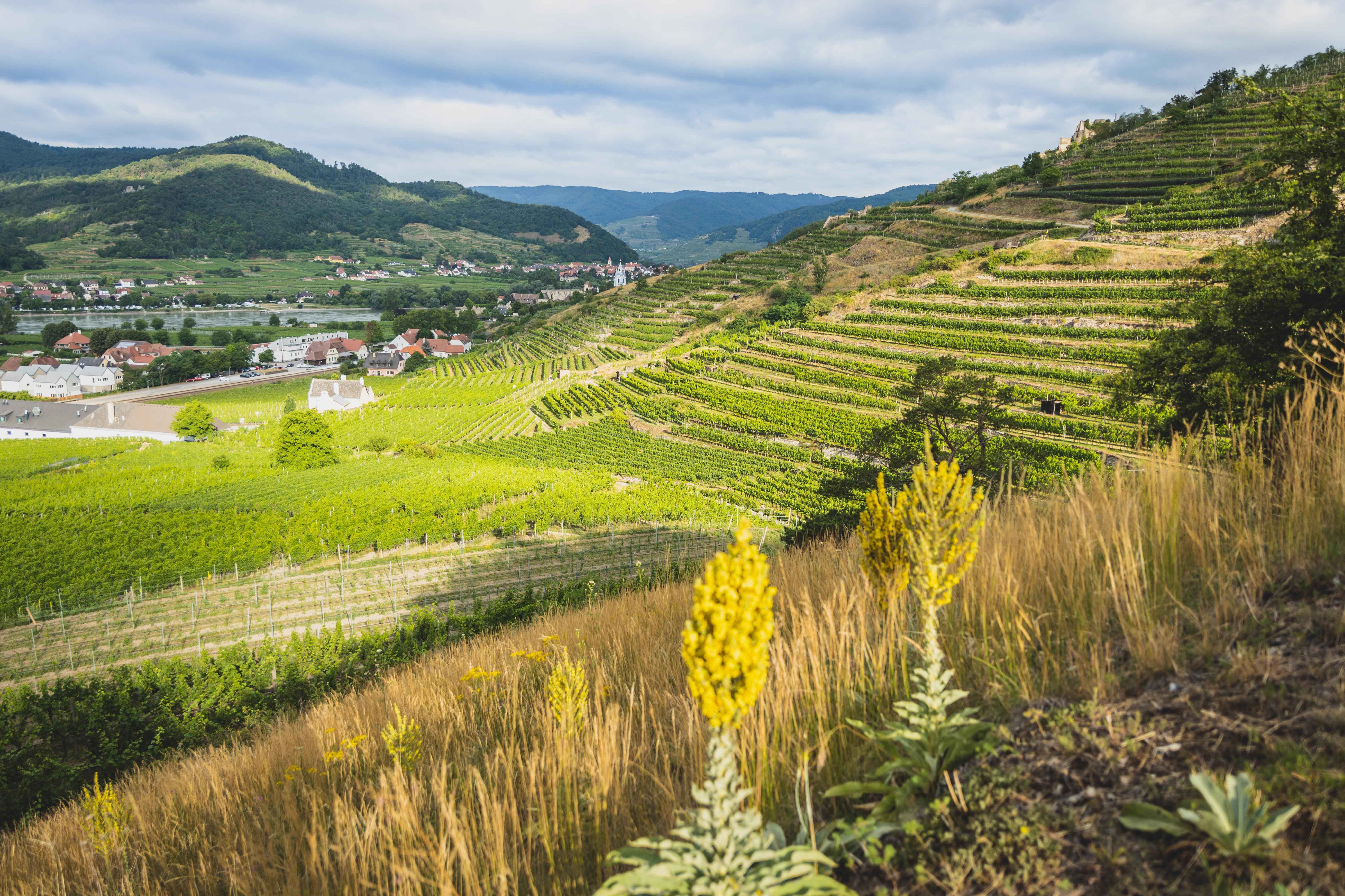 Naturschutzgebiet Hoehereck mit Koenigskerze bei Duernstein