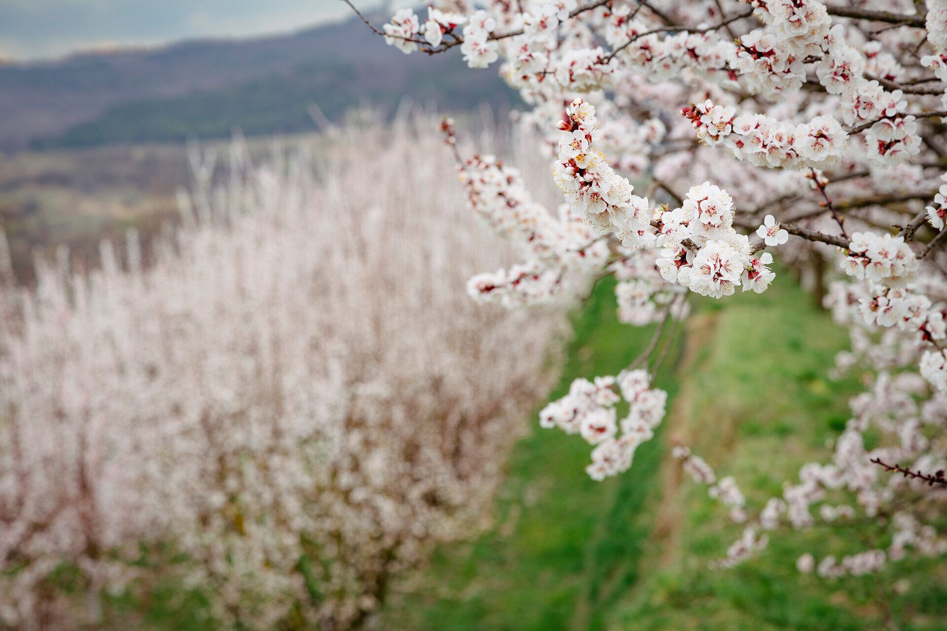 Die zarten Blüten der Marillenbäume erstrahlen in voller Pracht und verleihen der Landschaft einen Hauch von Magie. Inmitten der sanften Hügel und der frischen Frühlingsluft fühlt man sich wie in einem blühenden Paradies. Ein unvergesslicher Anblick, der die Sinne verzaubert und zum Verweilen einlädt.