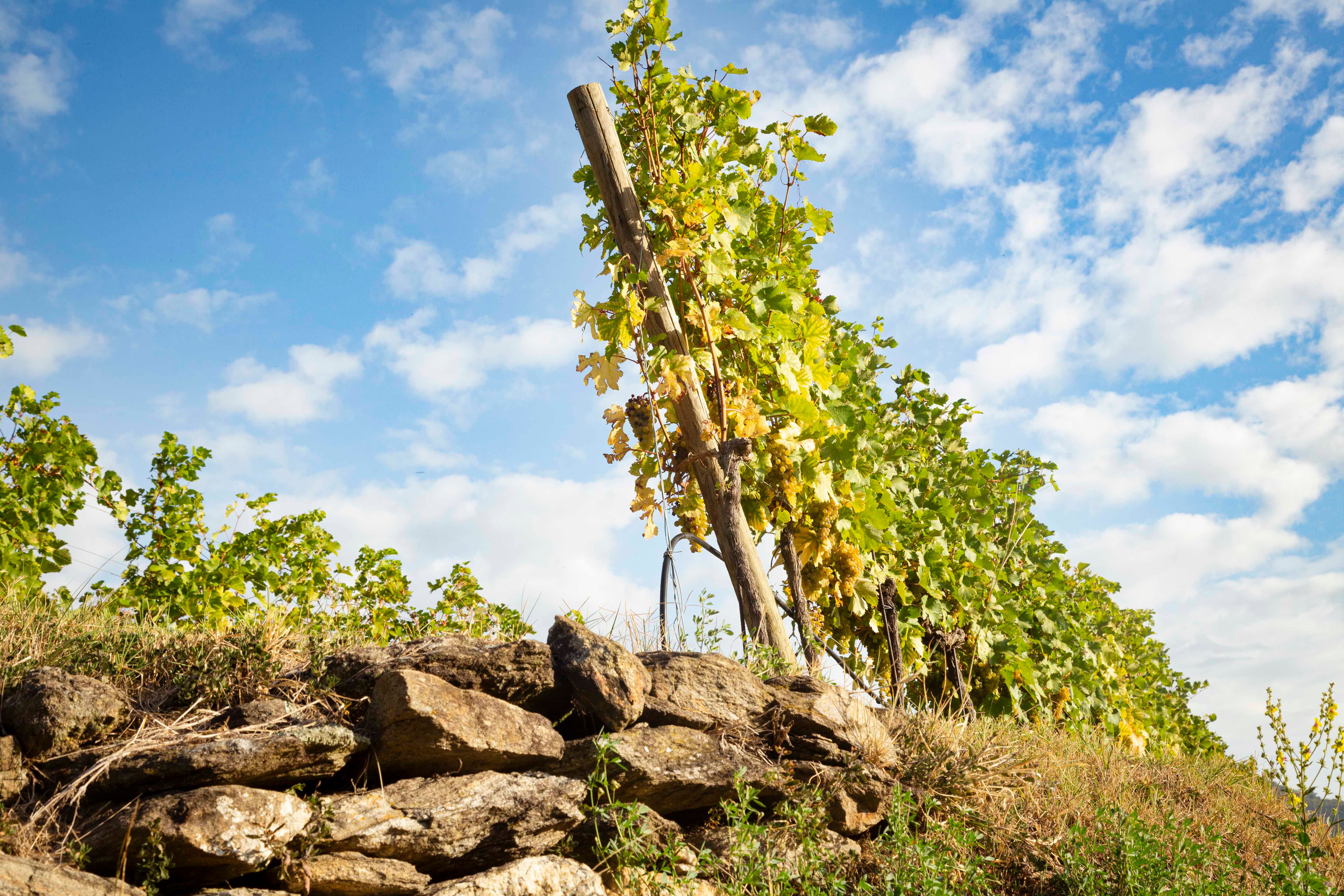 Weinanbau in Spitz