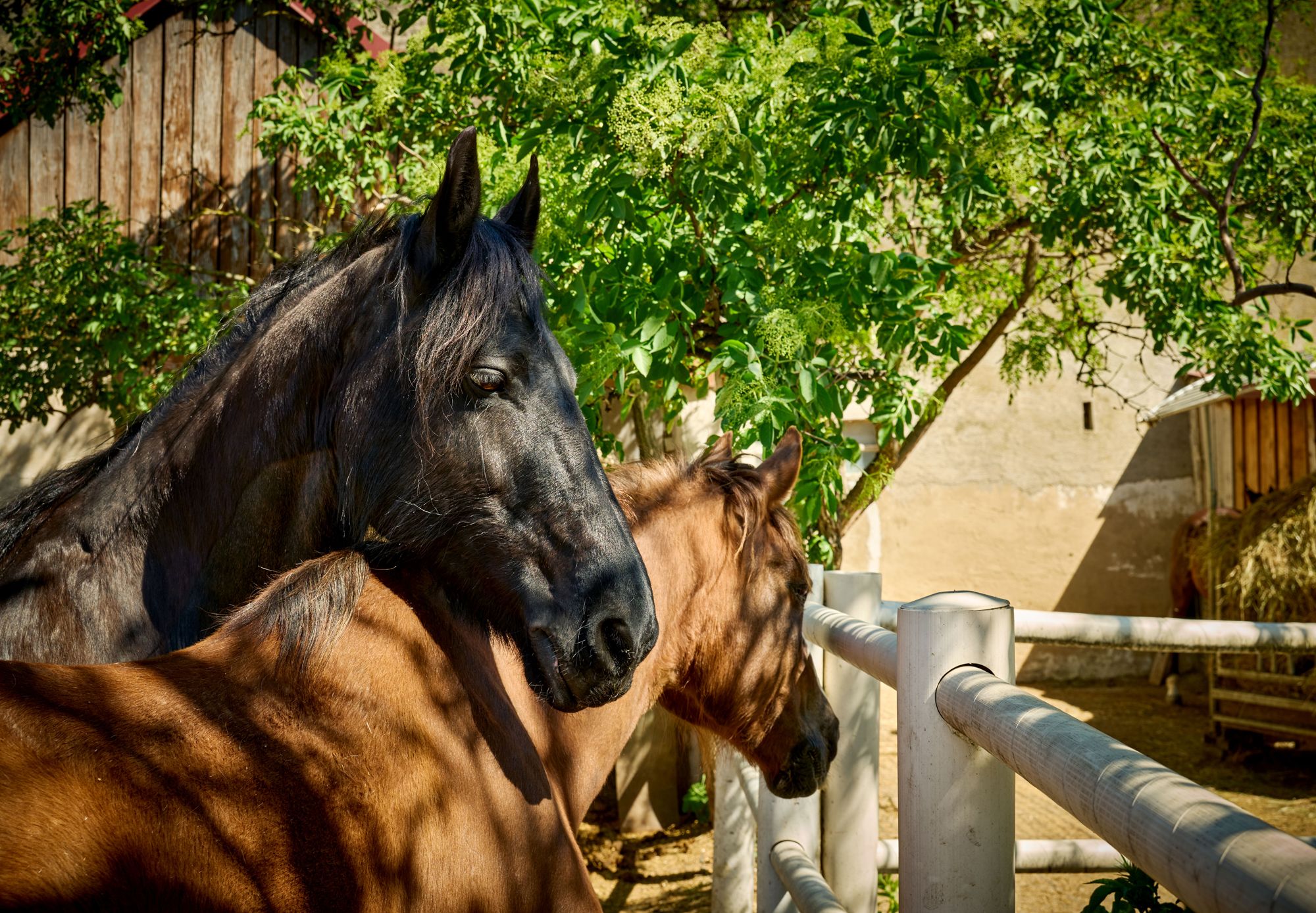 Ein schwarzes und ein braunes Pferd