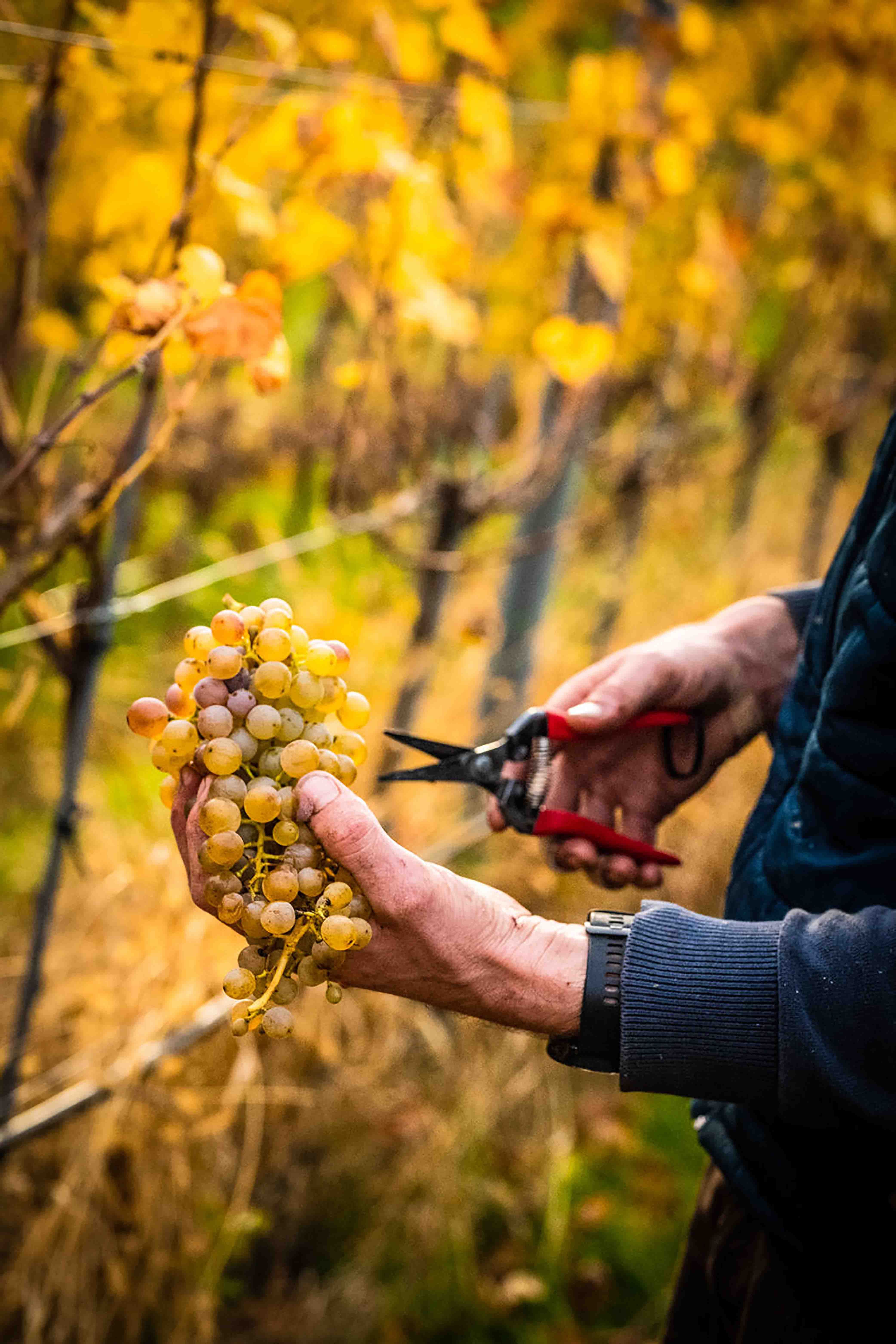 Weinlese in der Wachau