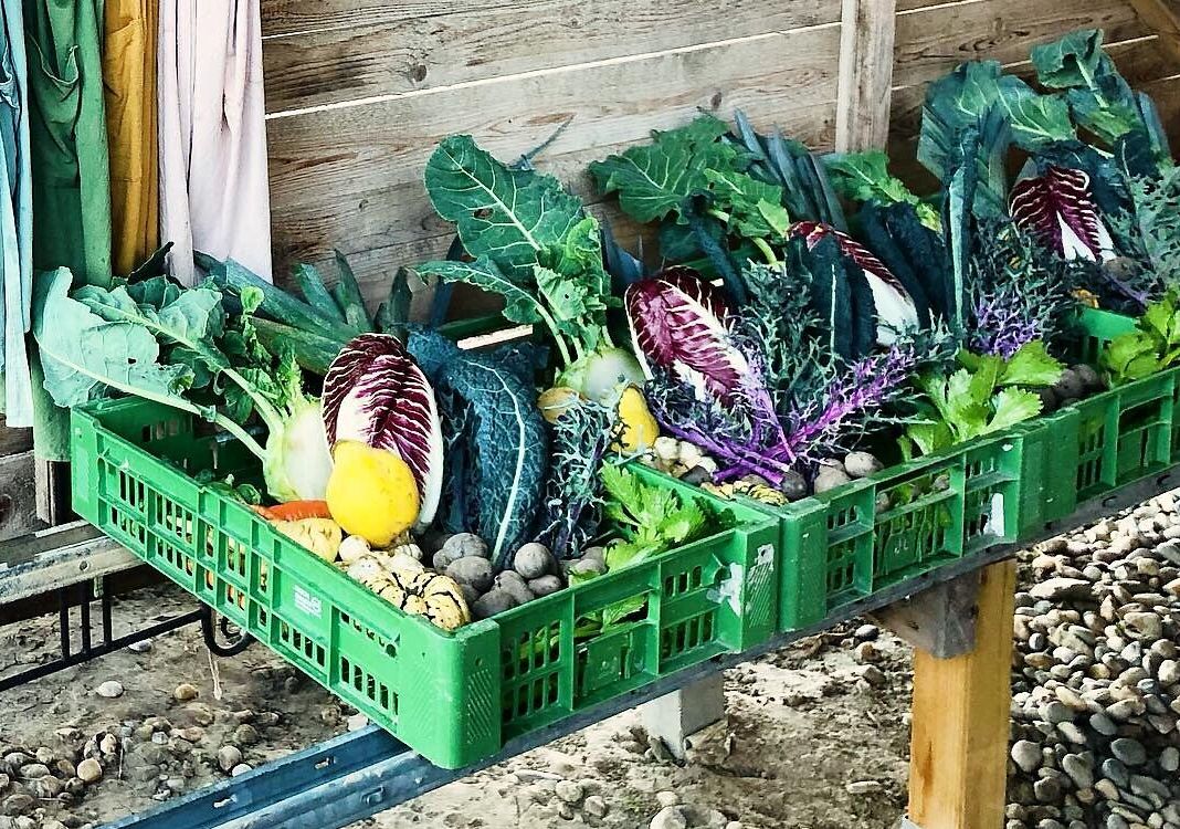 Regal mit Gartengeräten und Gemüsekisten in einer Scheune.