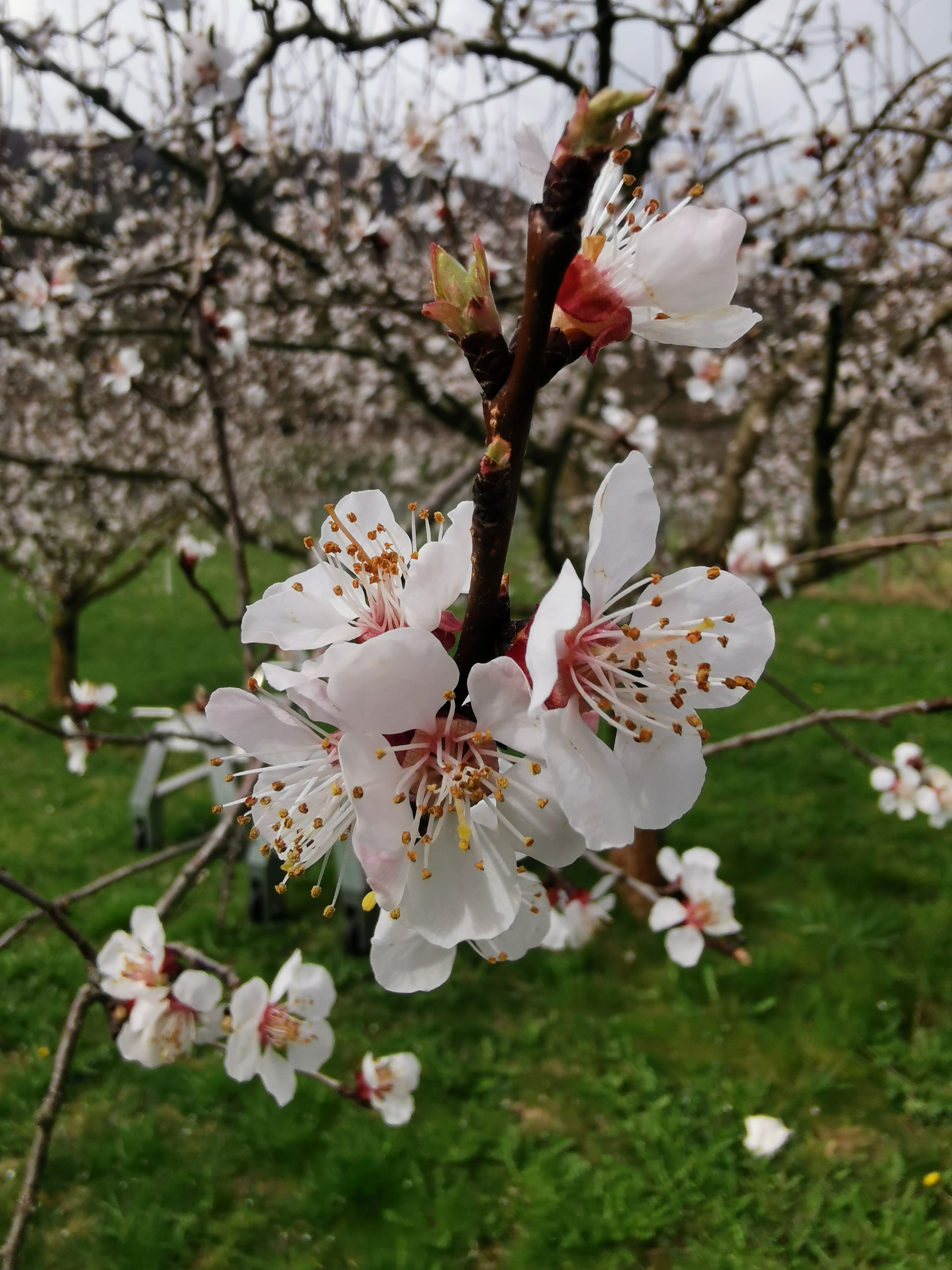 Nahaufnahme eines blühenden Marillenzweigs mit weißen Blüten vor unscharfem Hintergrund.
