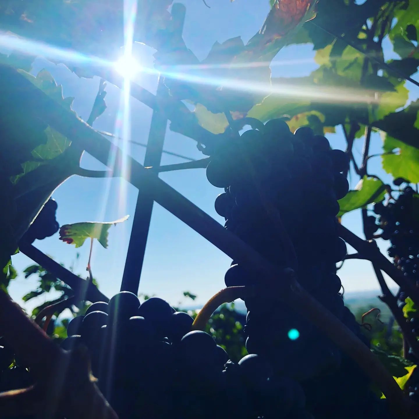 Weinbau Niefergall Wolfsthal, modré hrozny na vinné révě