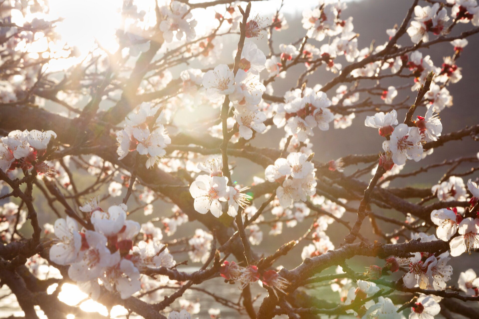 Blühende Marillenzweige im Detail