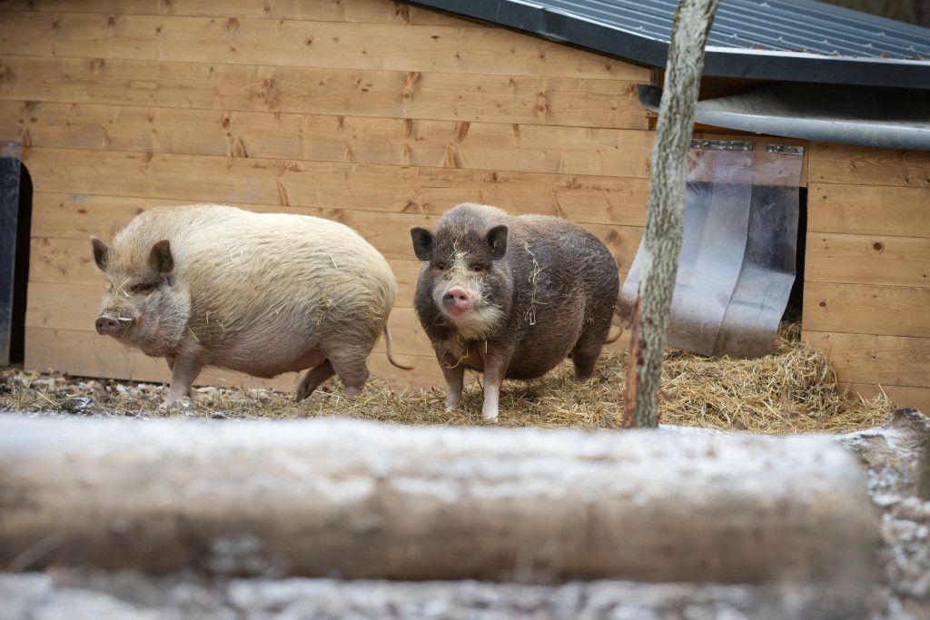 Minischweine Sigi und Eberhart
