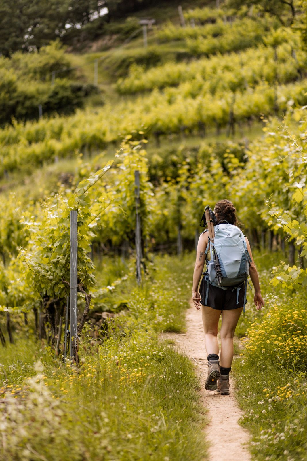Weinrieden in Weißenkirchen