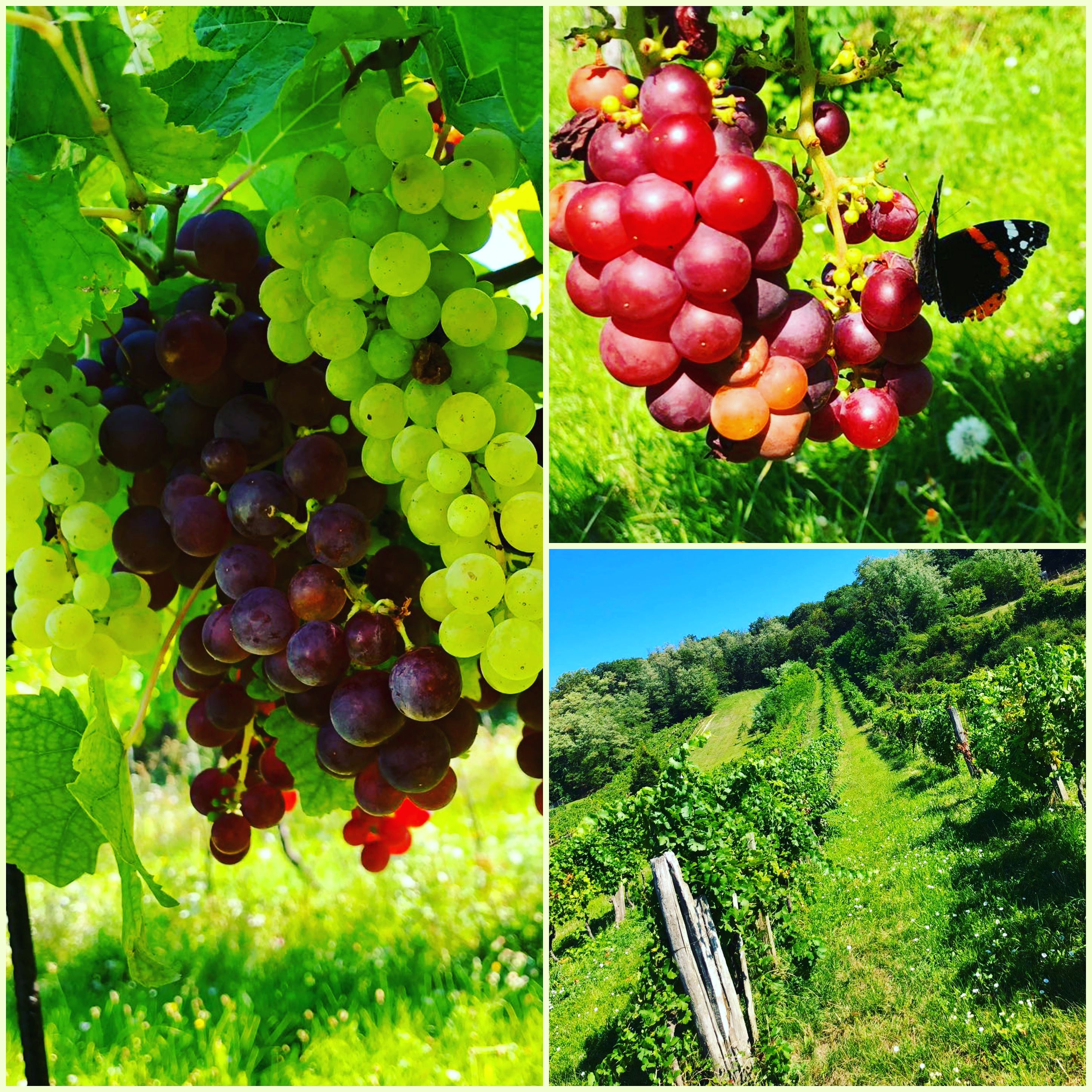 Vinařství Niefergall Wolfsthal, koláž s hrozny a vinicí