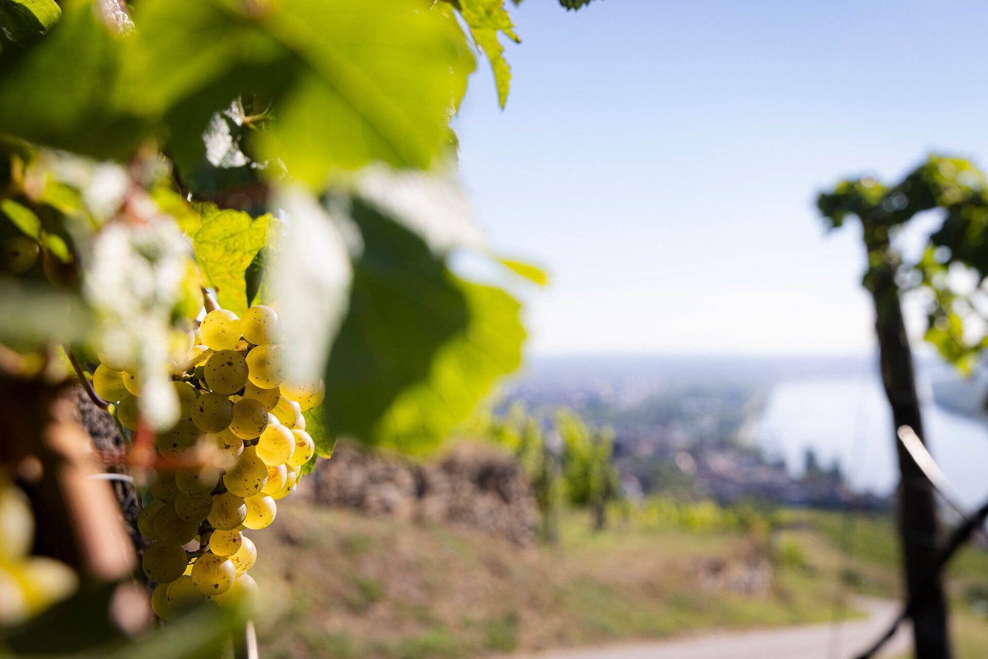 Im Vordergrund eine Weißweintraube an einer Rebe hängend mit verschwommenen Hintergrund.