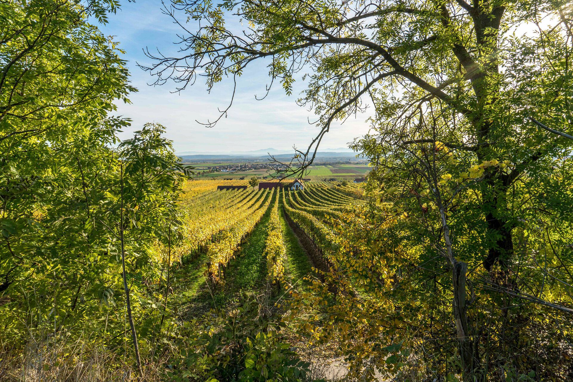 Weinberge in der Ferne, eingerahmt von Bäumen.