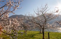 Blühende Marillenbäume mit blauem Himmel