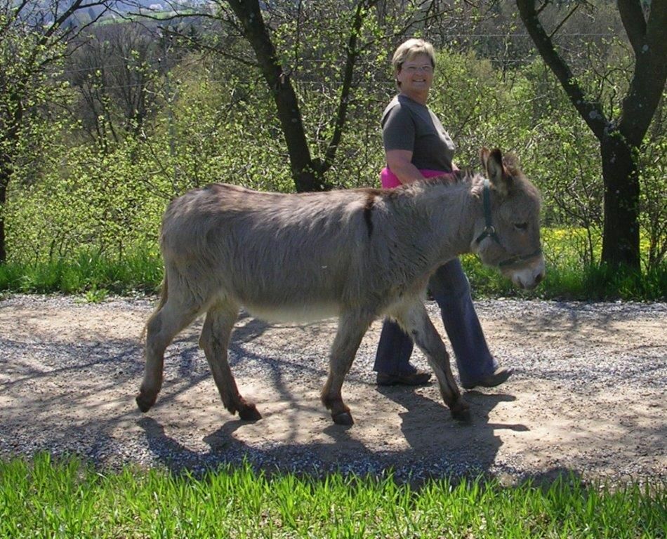 Eine Frau spaziert mit einem Esel auf einem Waldweg.