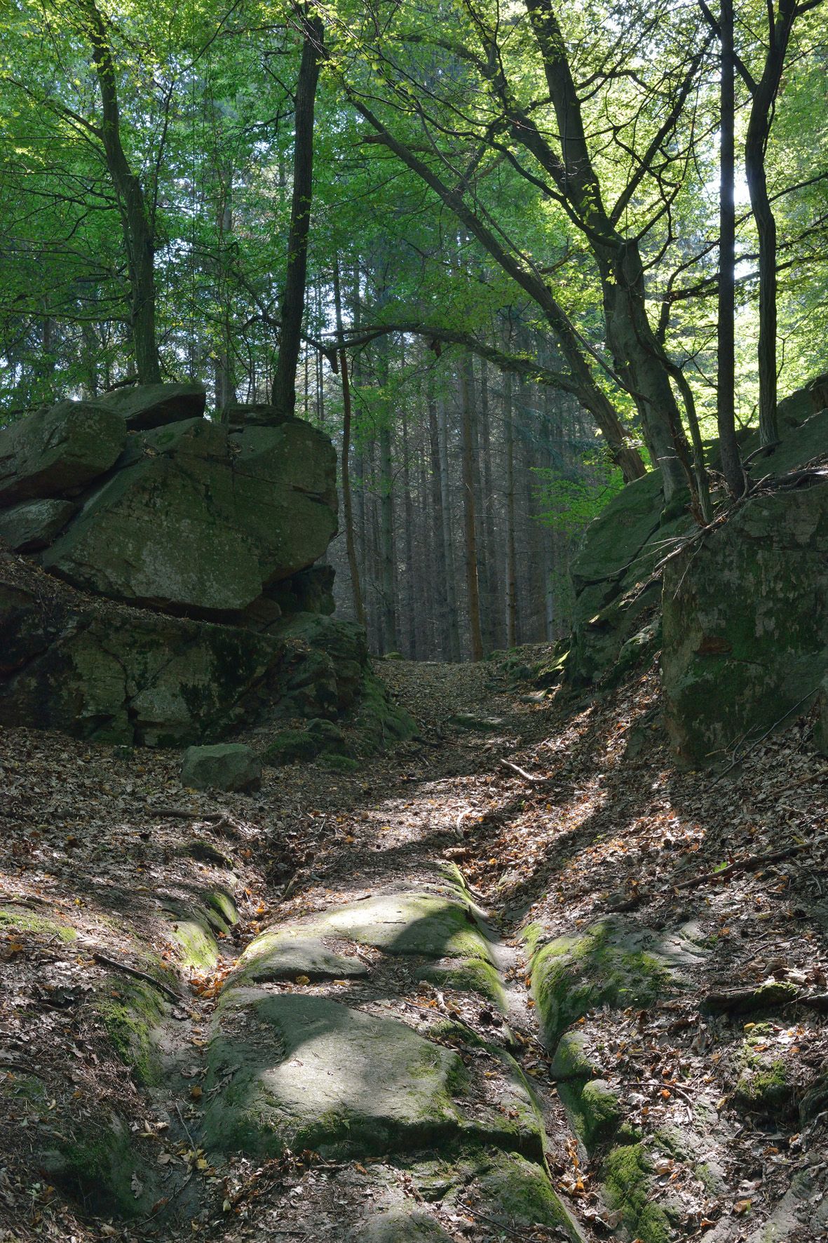 Ein schmaler, von Bäumen gesäumter Waldweg mit großen Felsen an den Seiten.