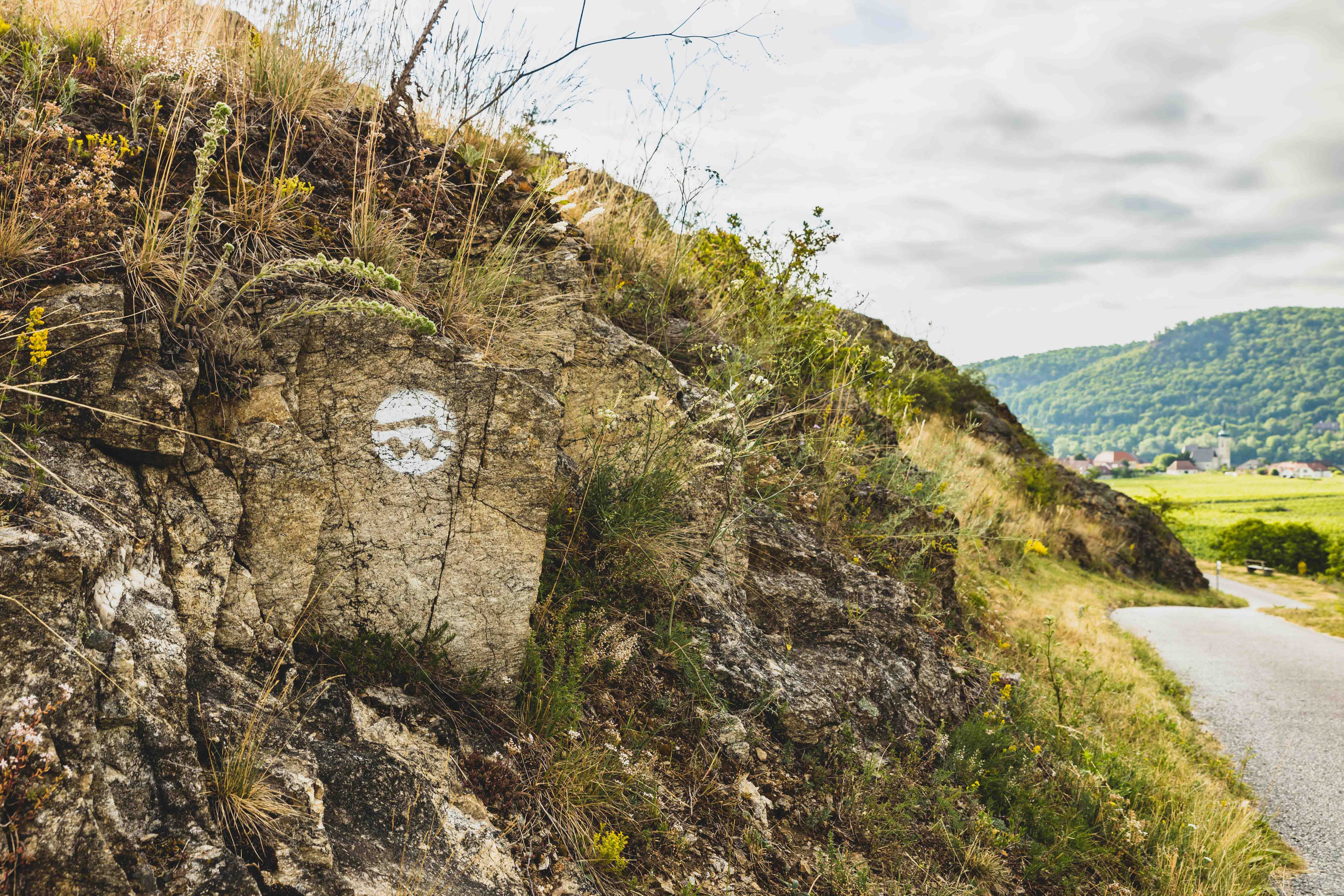 Königskerzen am Höhereck