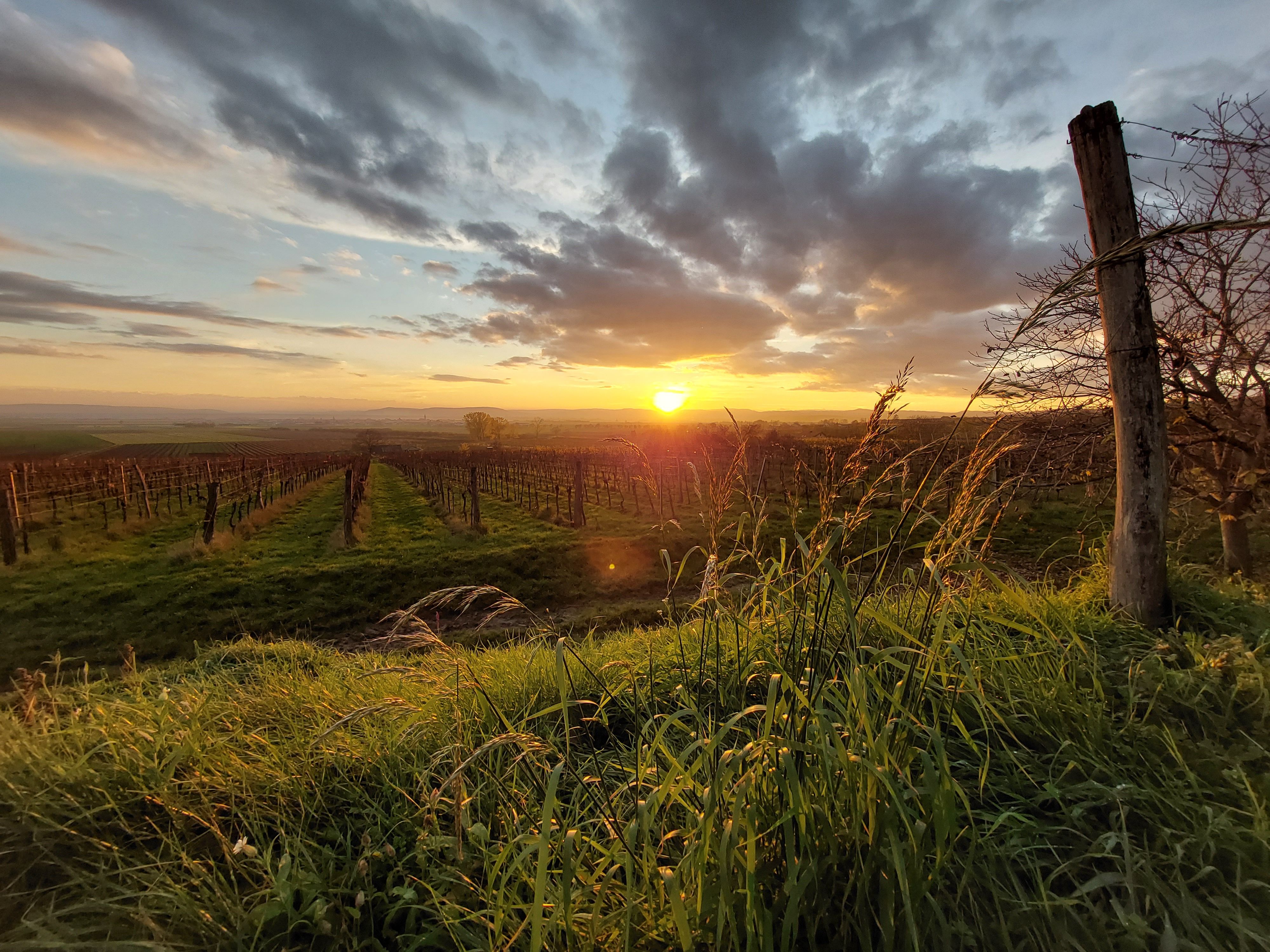 Weingarten bei Sonnenuntergang